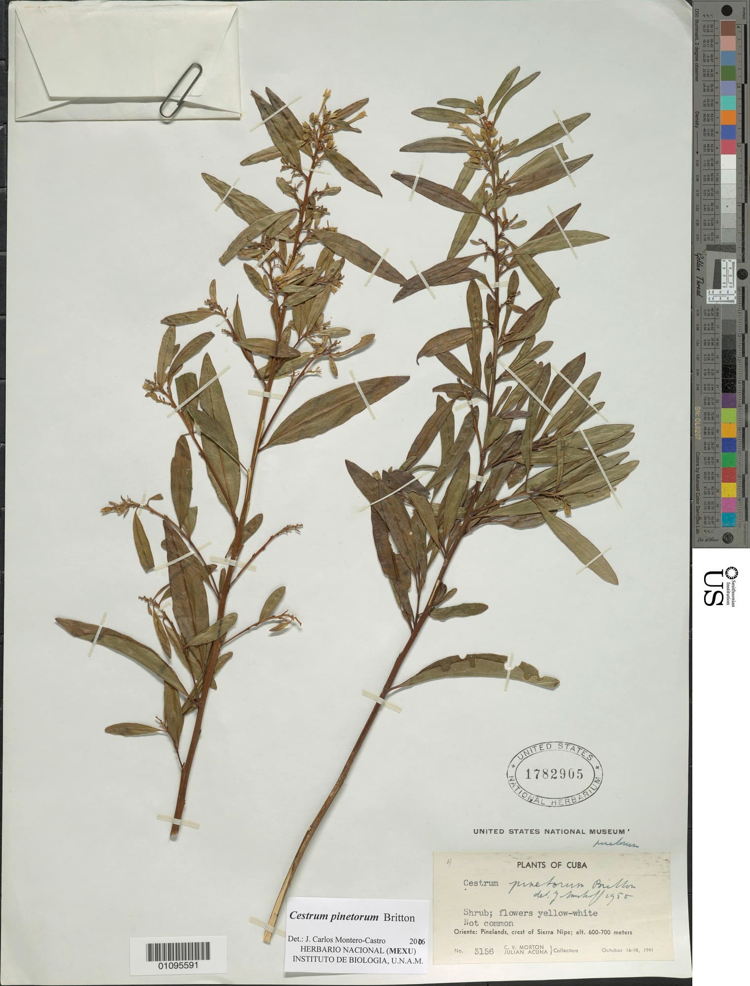 Cestrum pinetorum