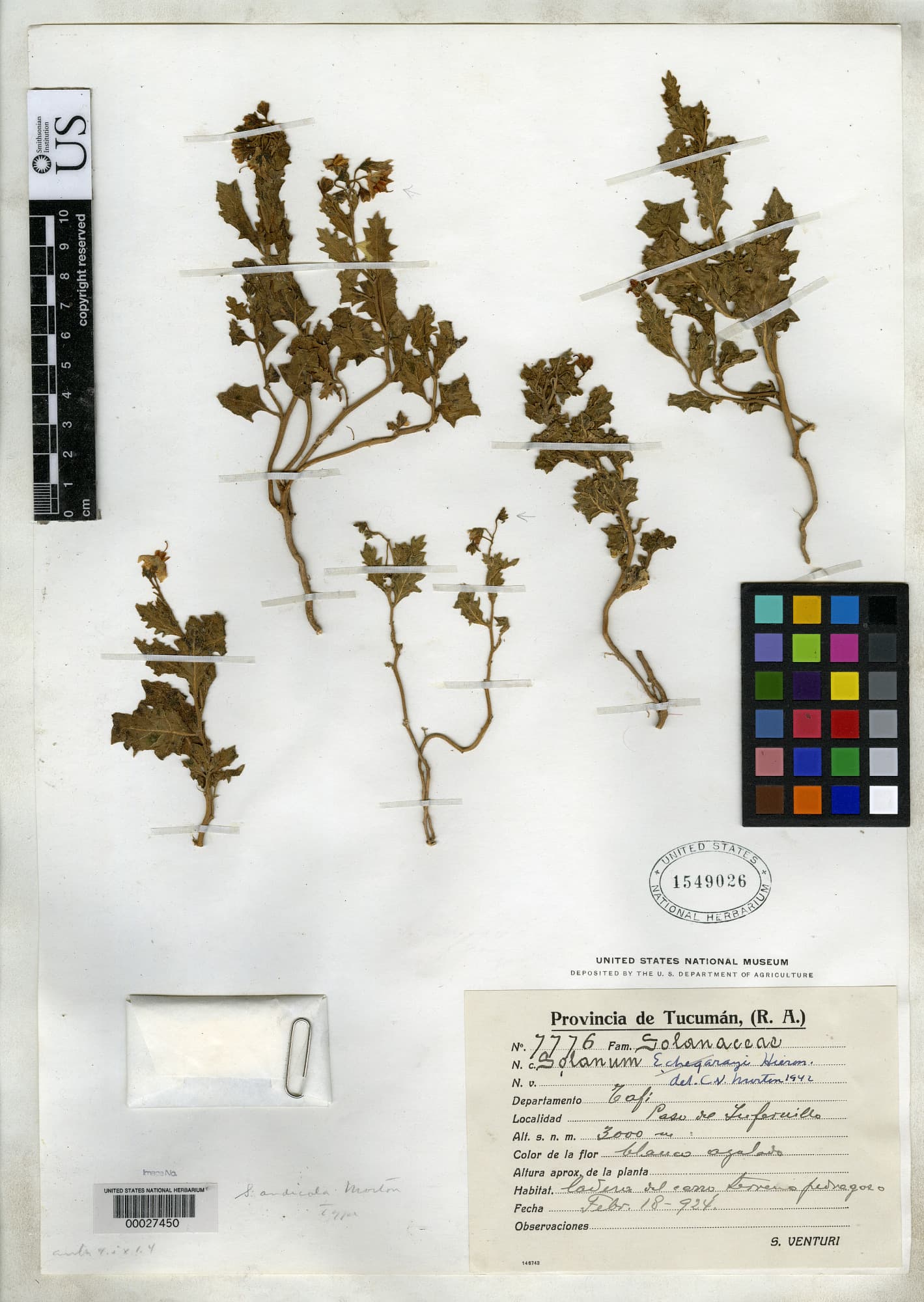 Solanum riojense