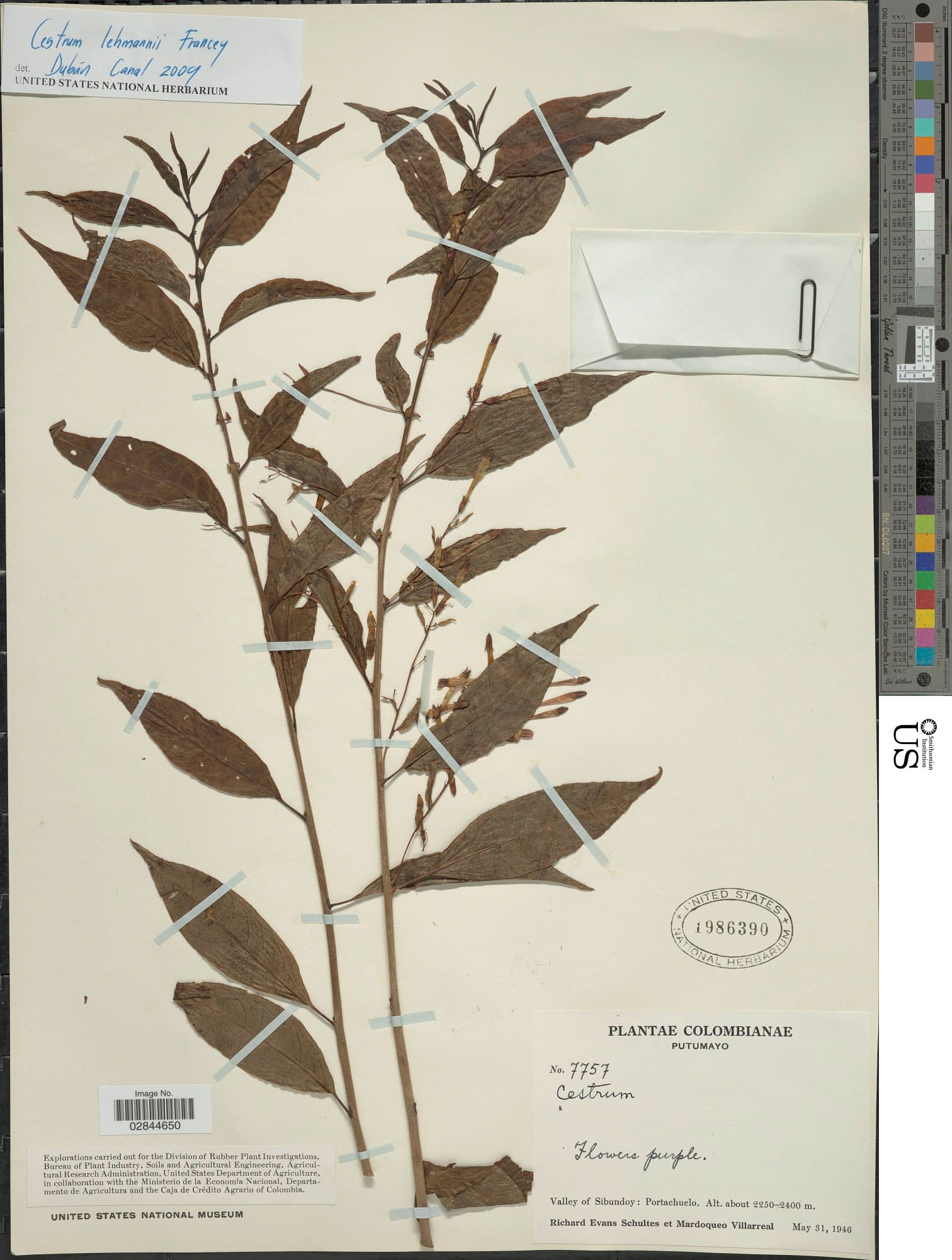 Cestrum lehmannii