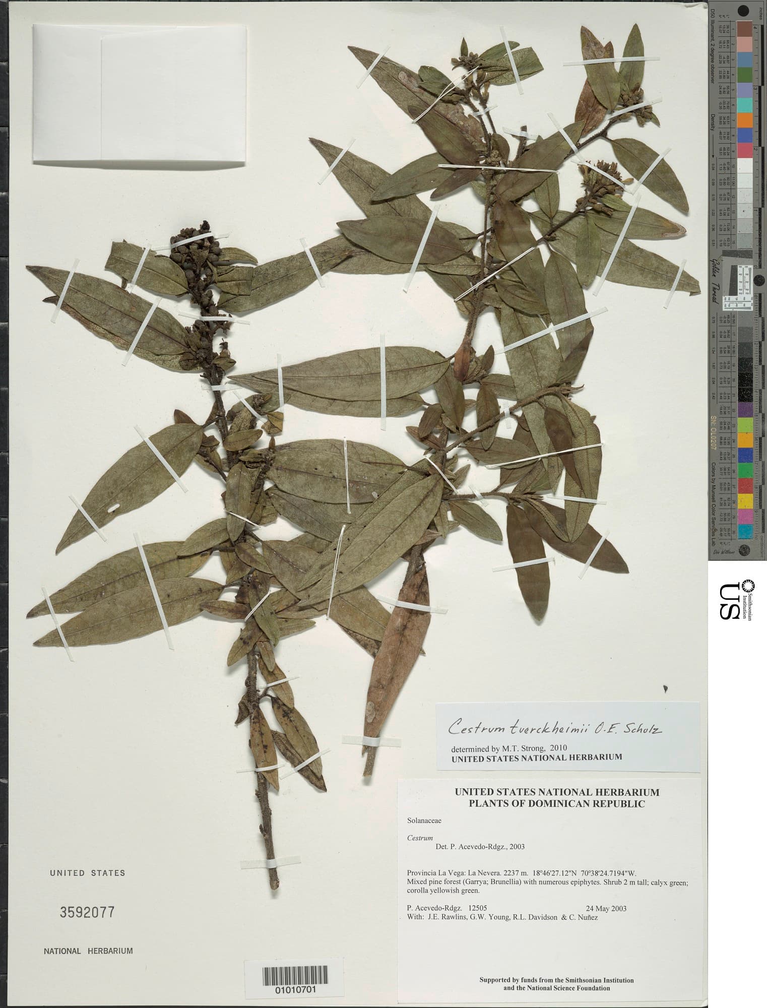 Cestrum tuerckheimii