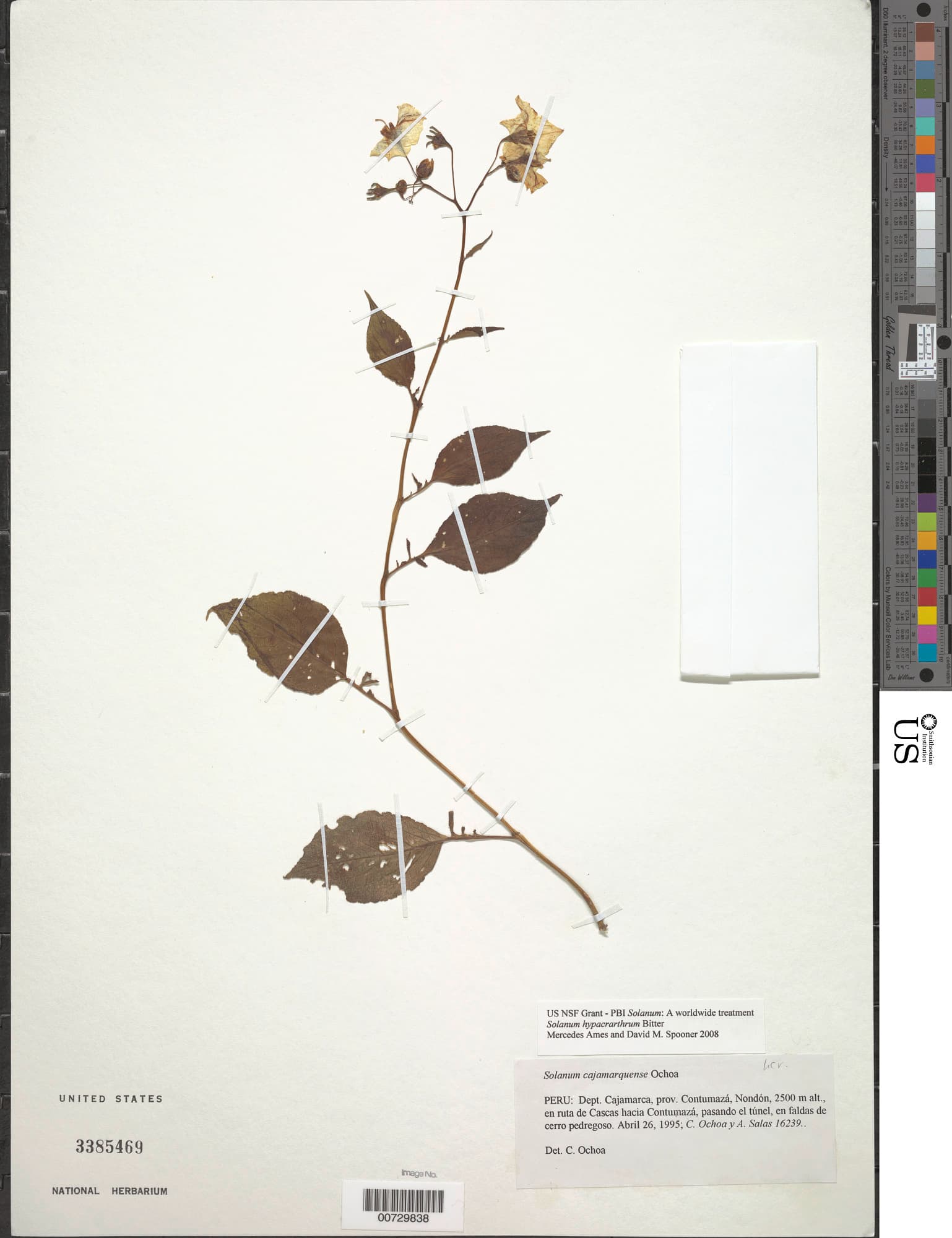 Solanum cajamarquense