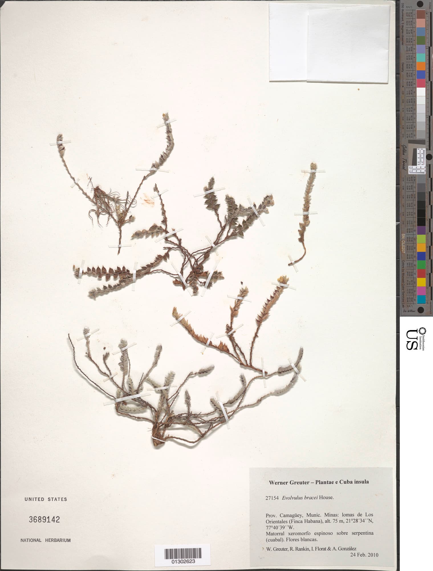 Evolvulus bracei