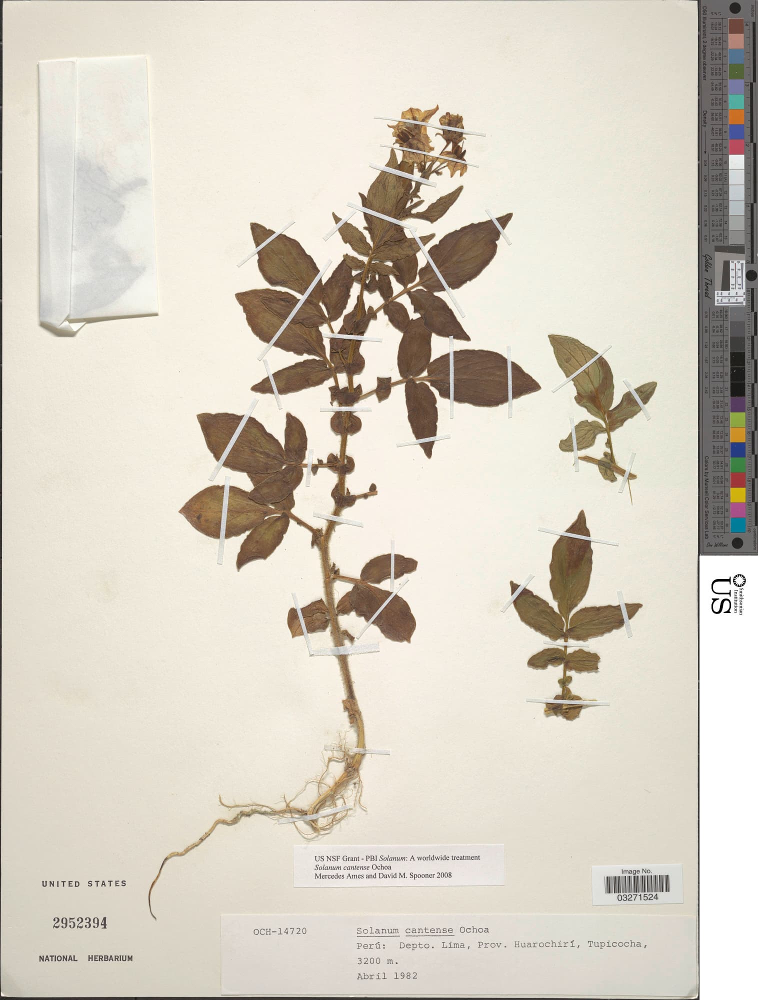 Solanum cantense