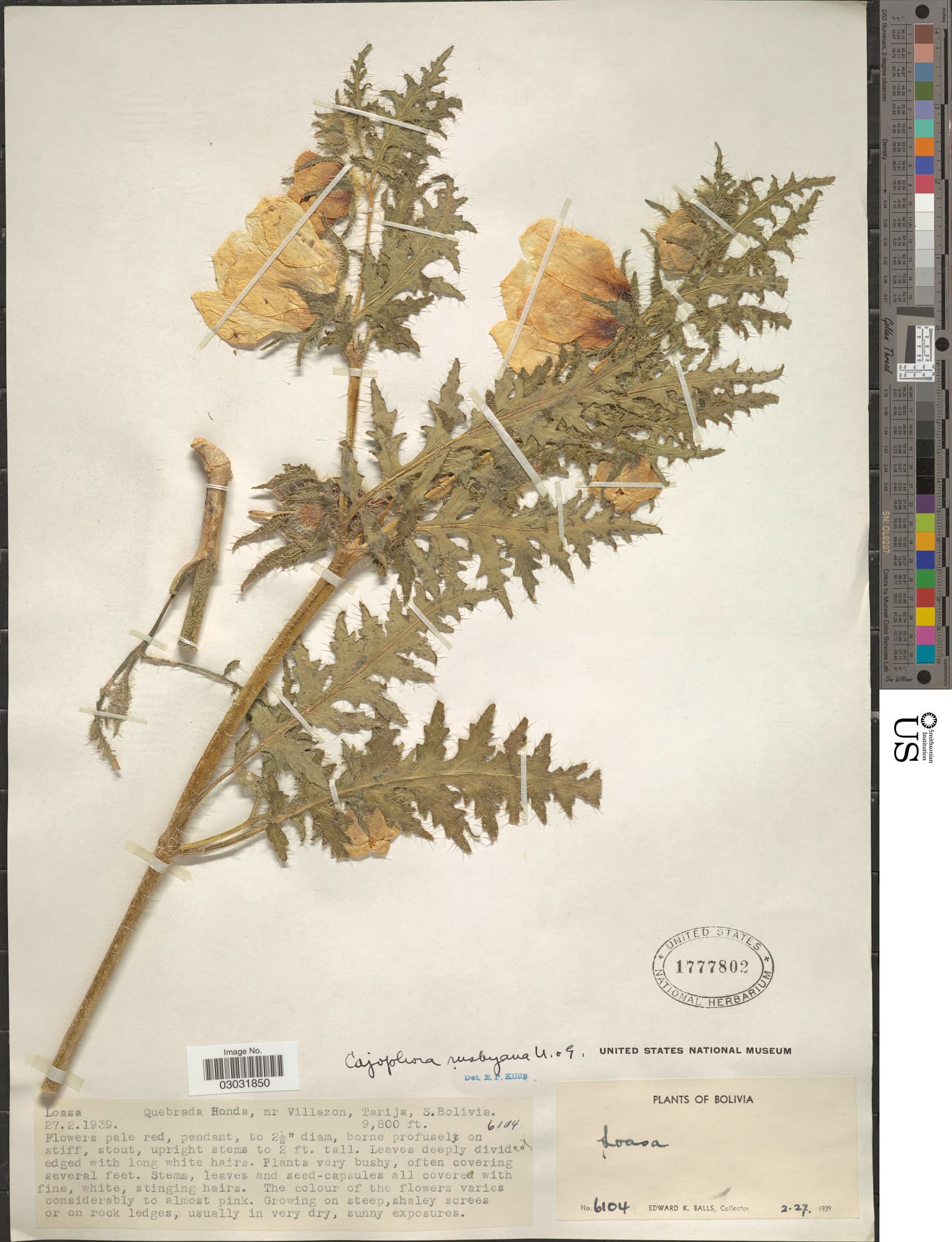 Caiophora rusbyana