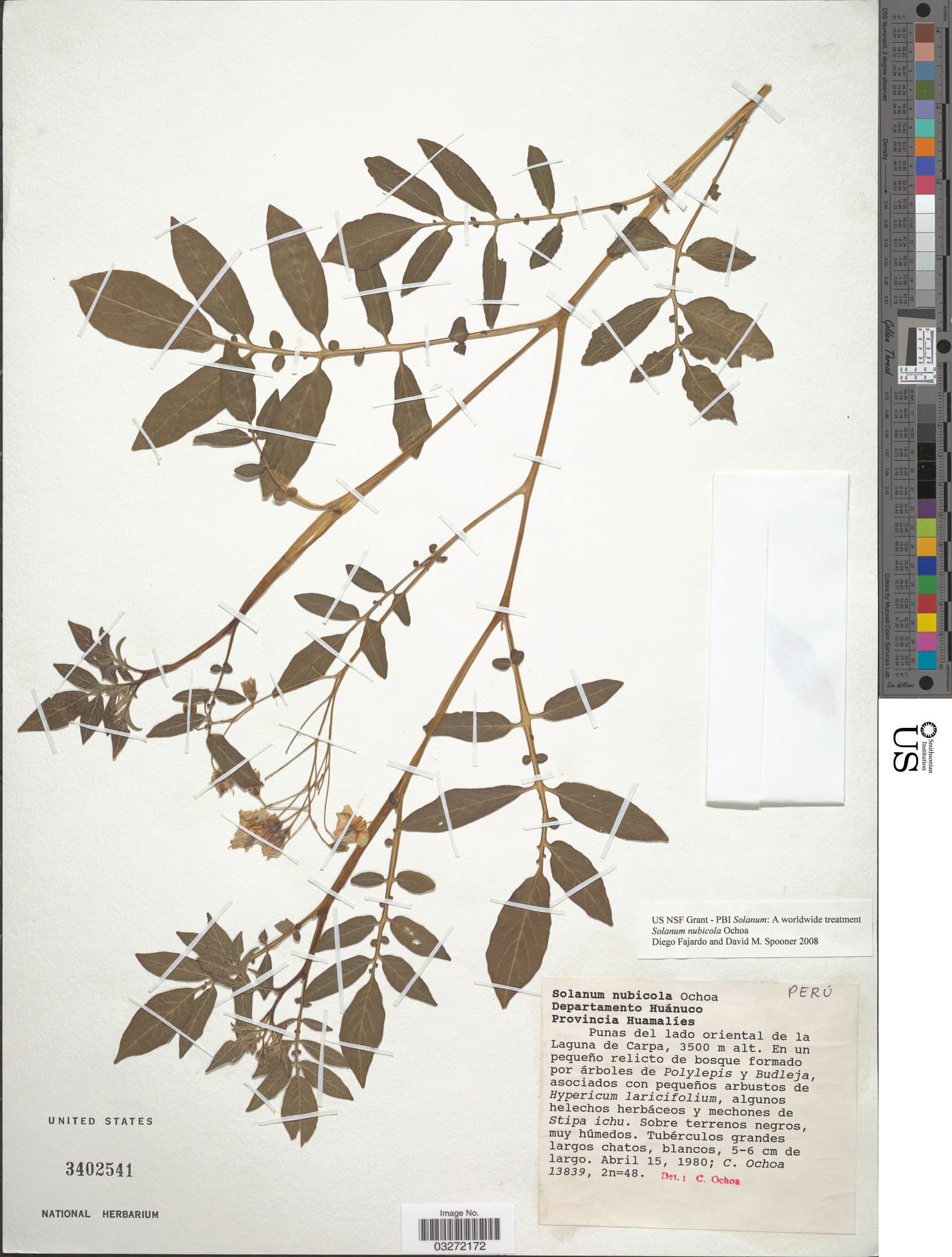 Solanum nubicola
