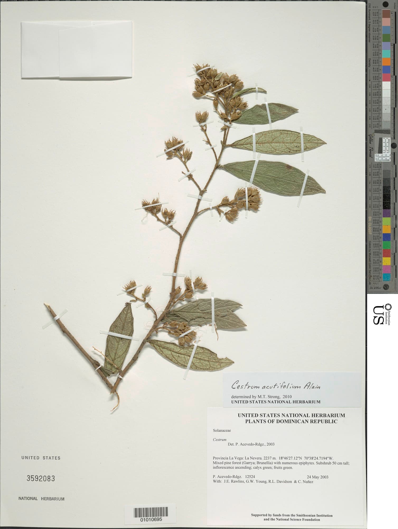 Cestrum acutifolium