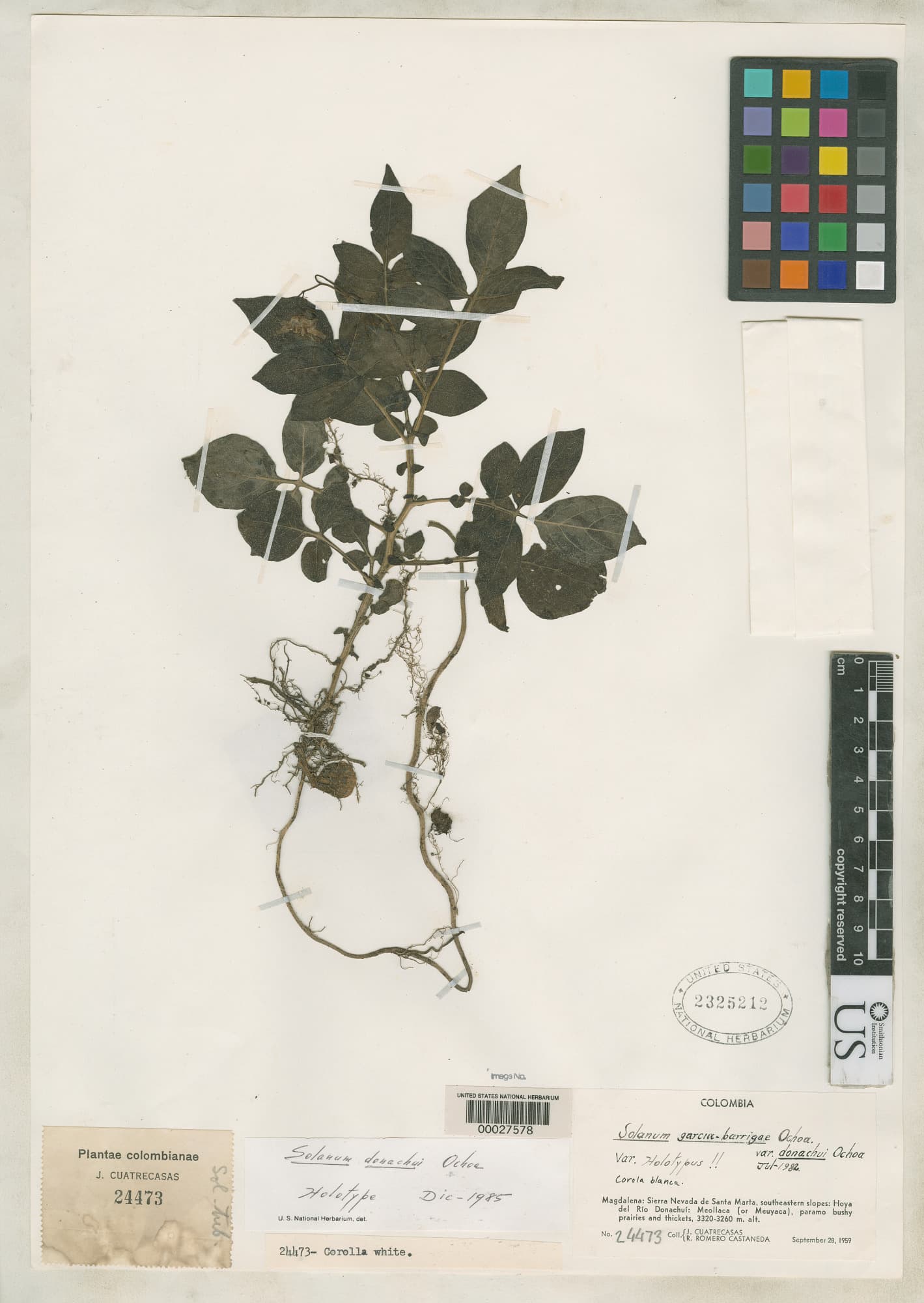 Solanum garcia-barrigae