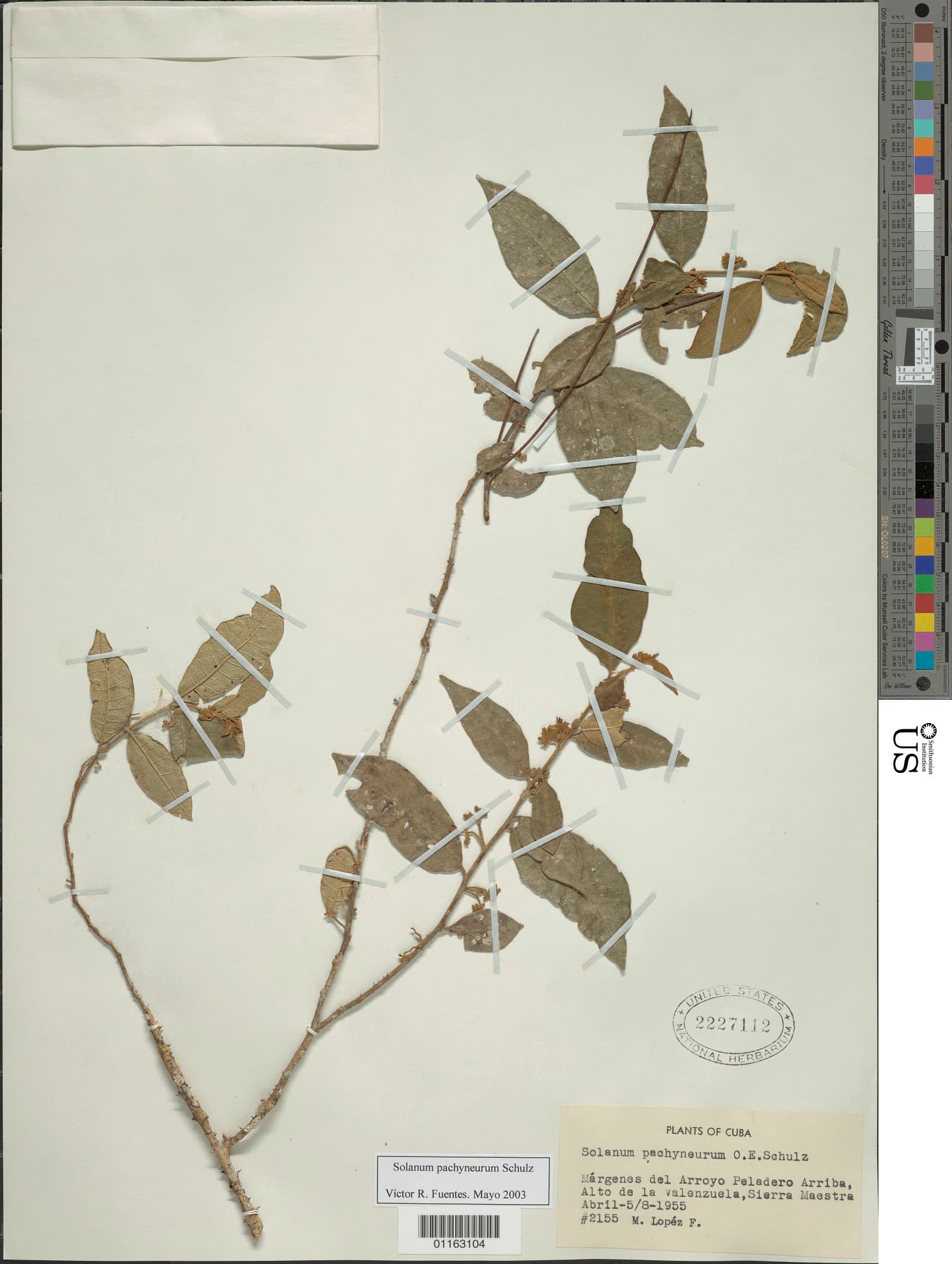 Solanum pachyneurum