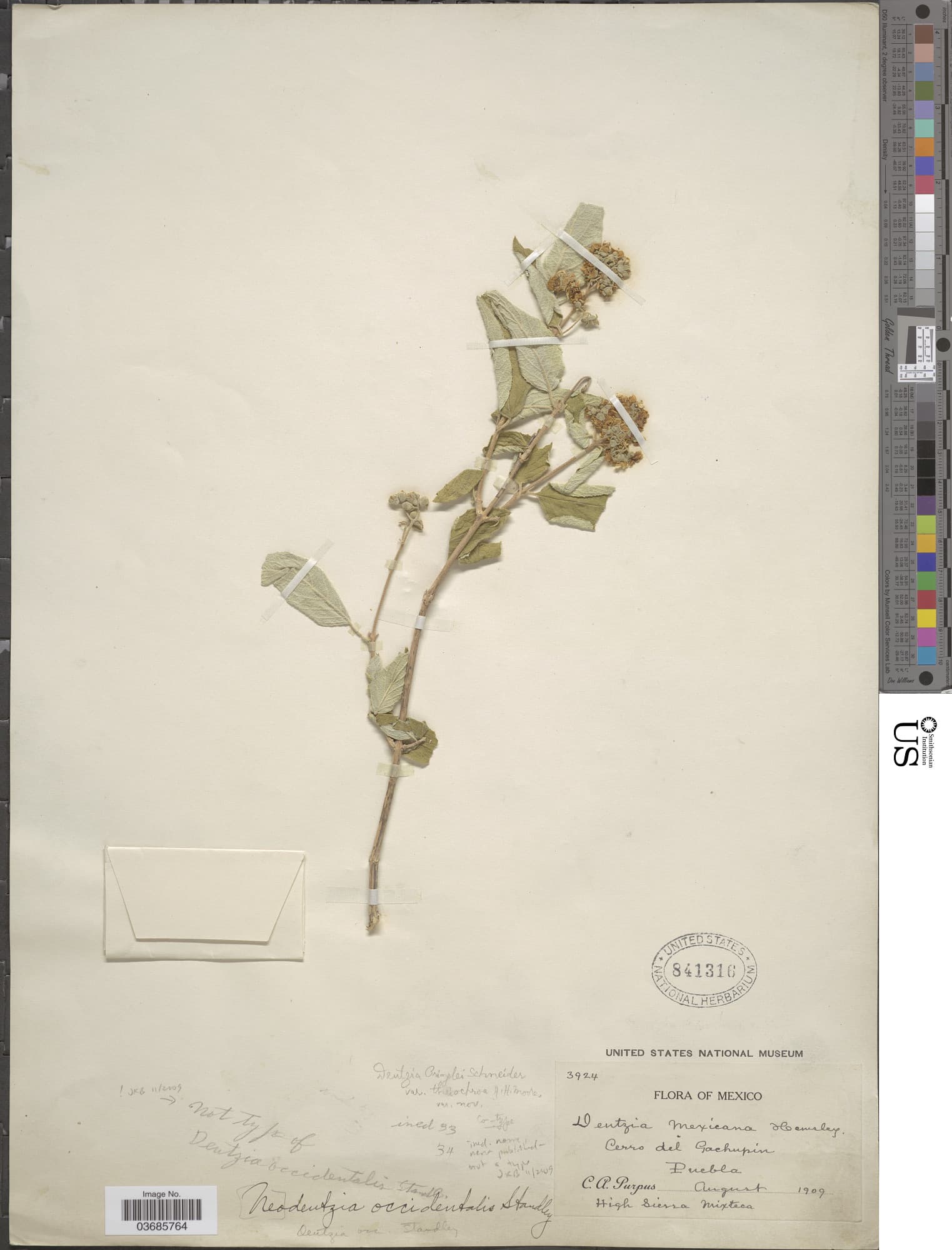 Deutzia occidentalis