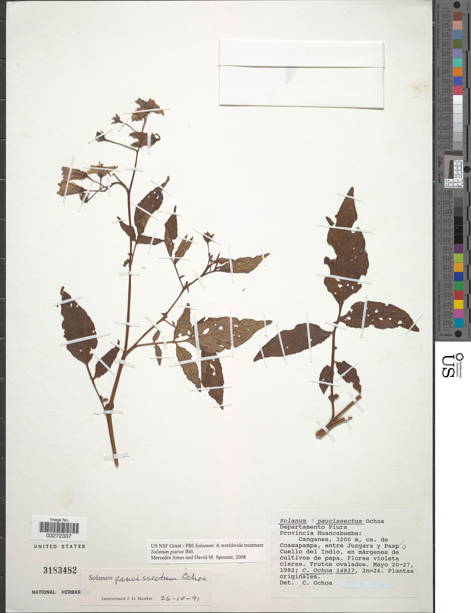 Solanum piurae