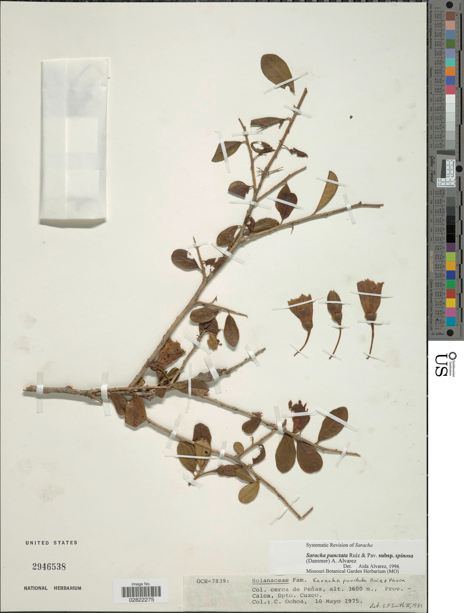 Saracha spinosa