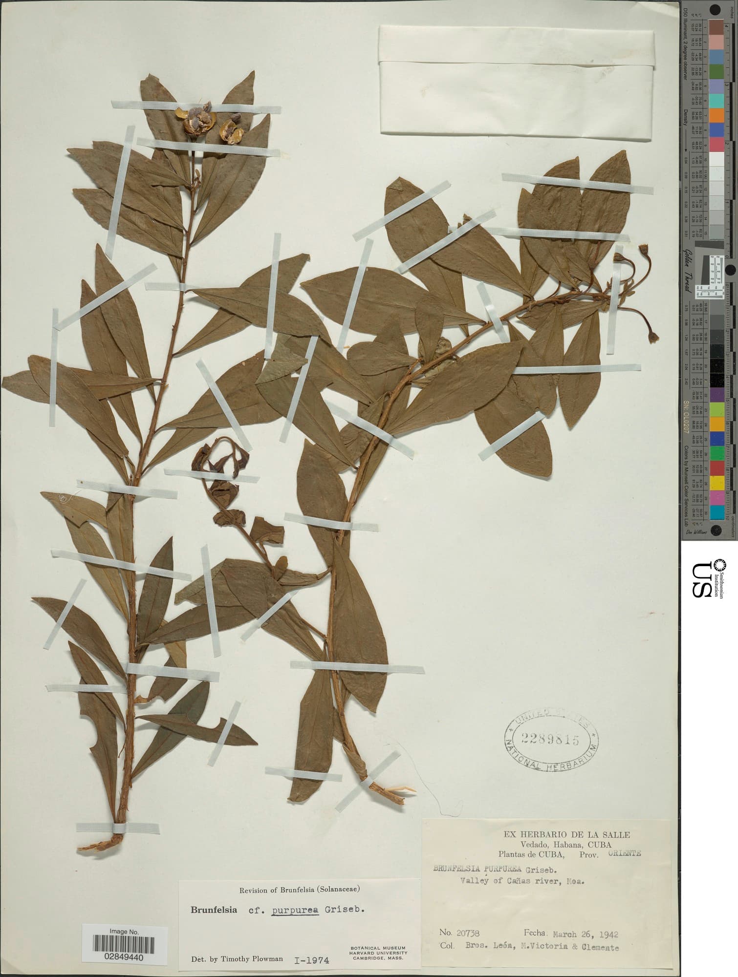 Brunfelsia purpurea