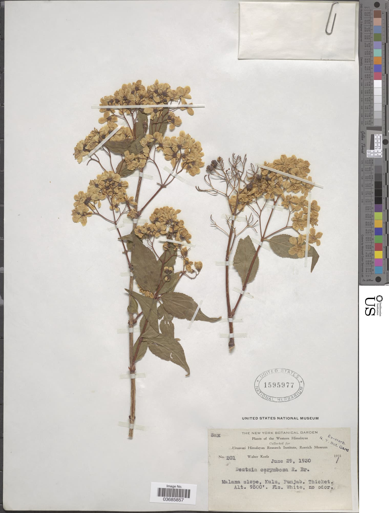 Deutzia corymbosa
