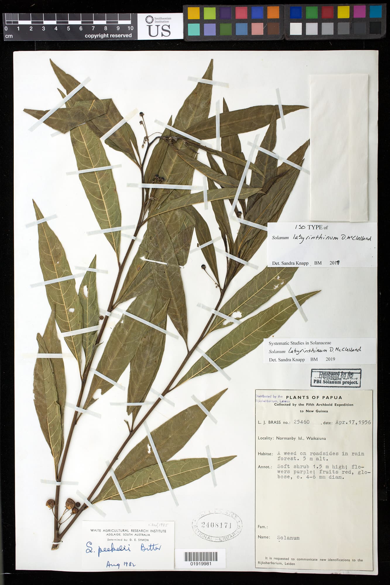 Solanum labyrinthinum