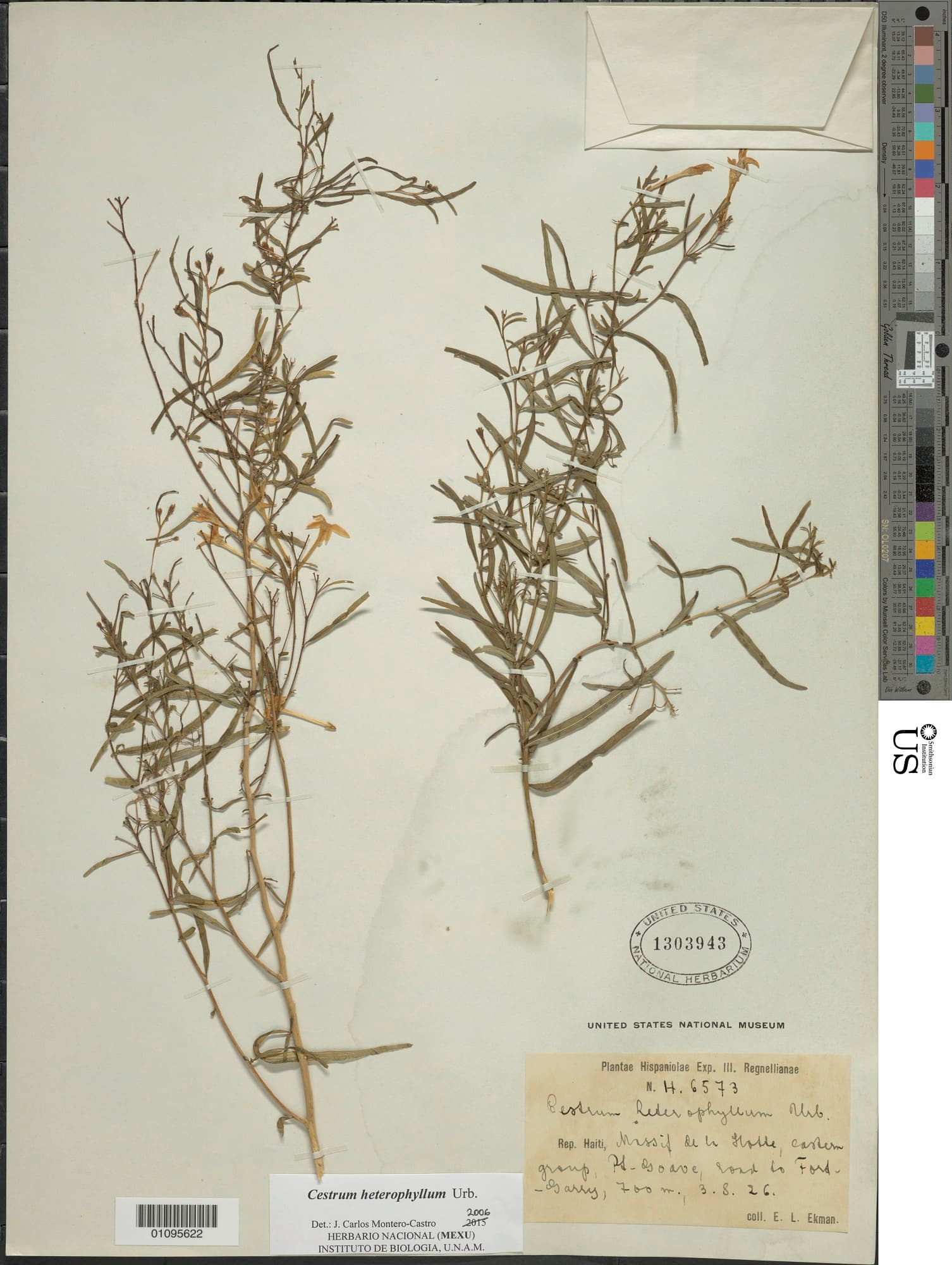 Cestrum heterophyllum