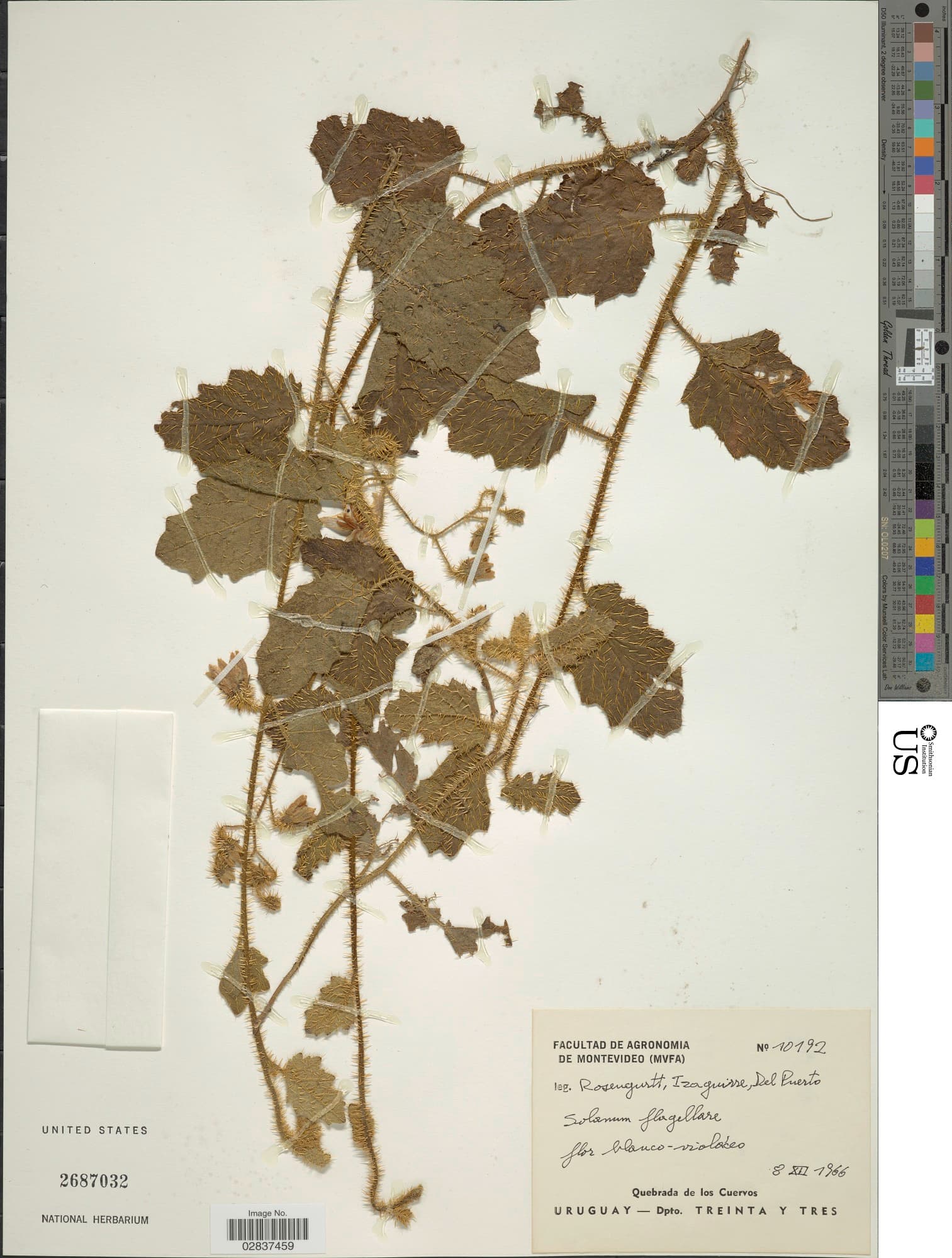 Solanum flagellare