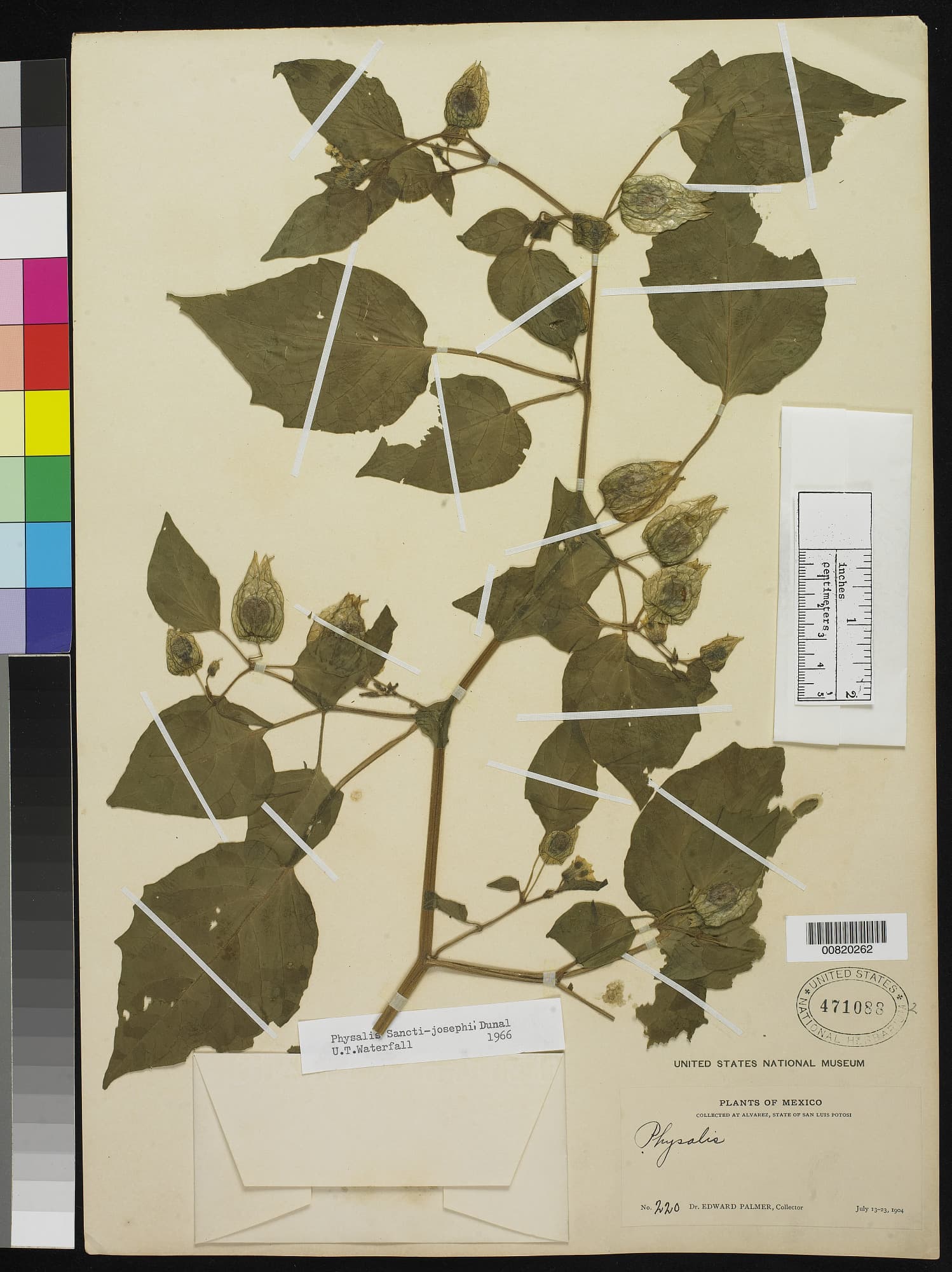 Physalis sancti-josephi