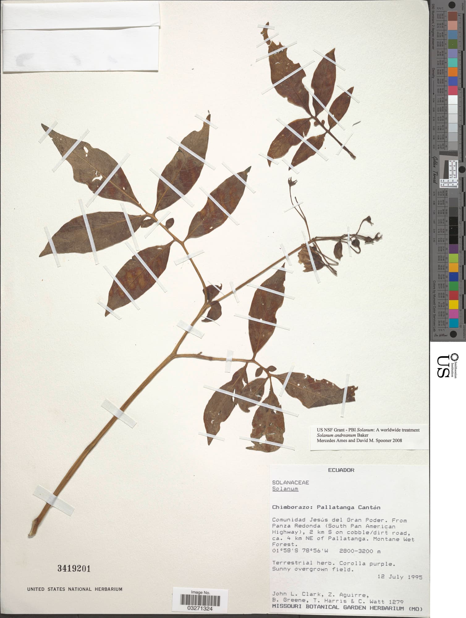 Solanum andreanum