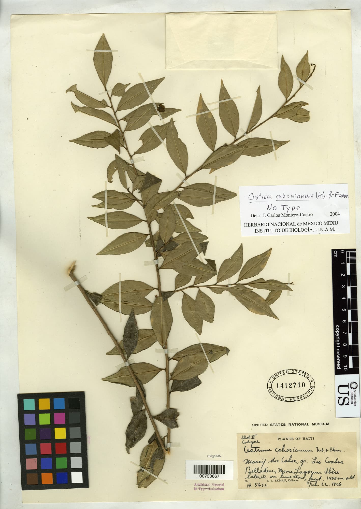 Cahos Cestrum