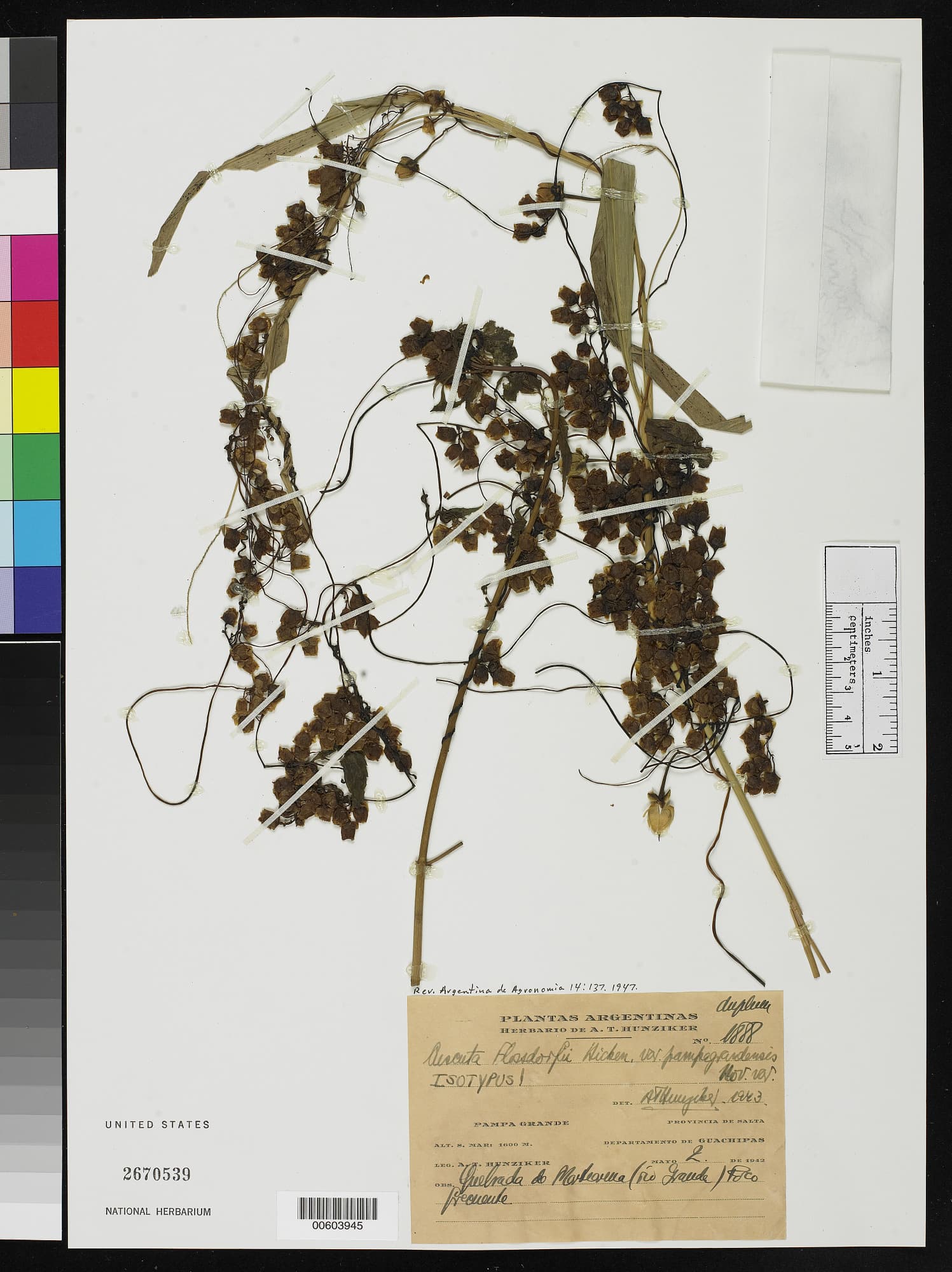 Cuscuta flossdorfii