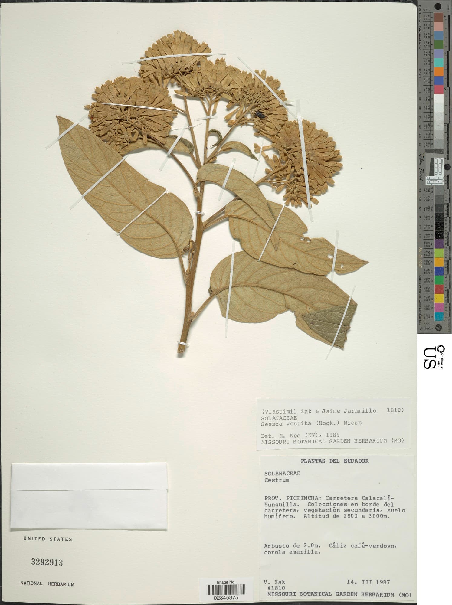 Cestrum vestitum