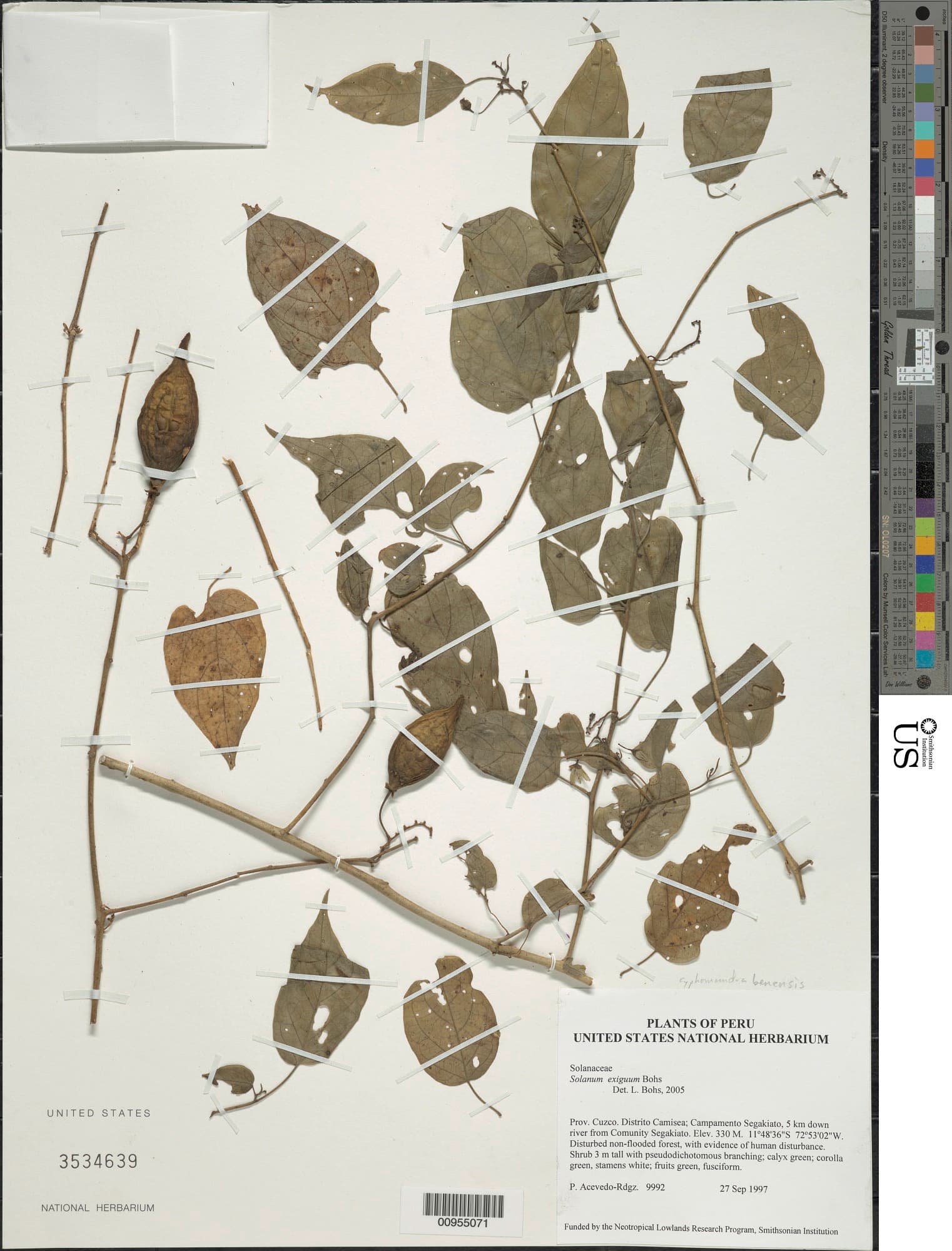 Solanum exiguum