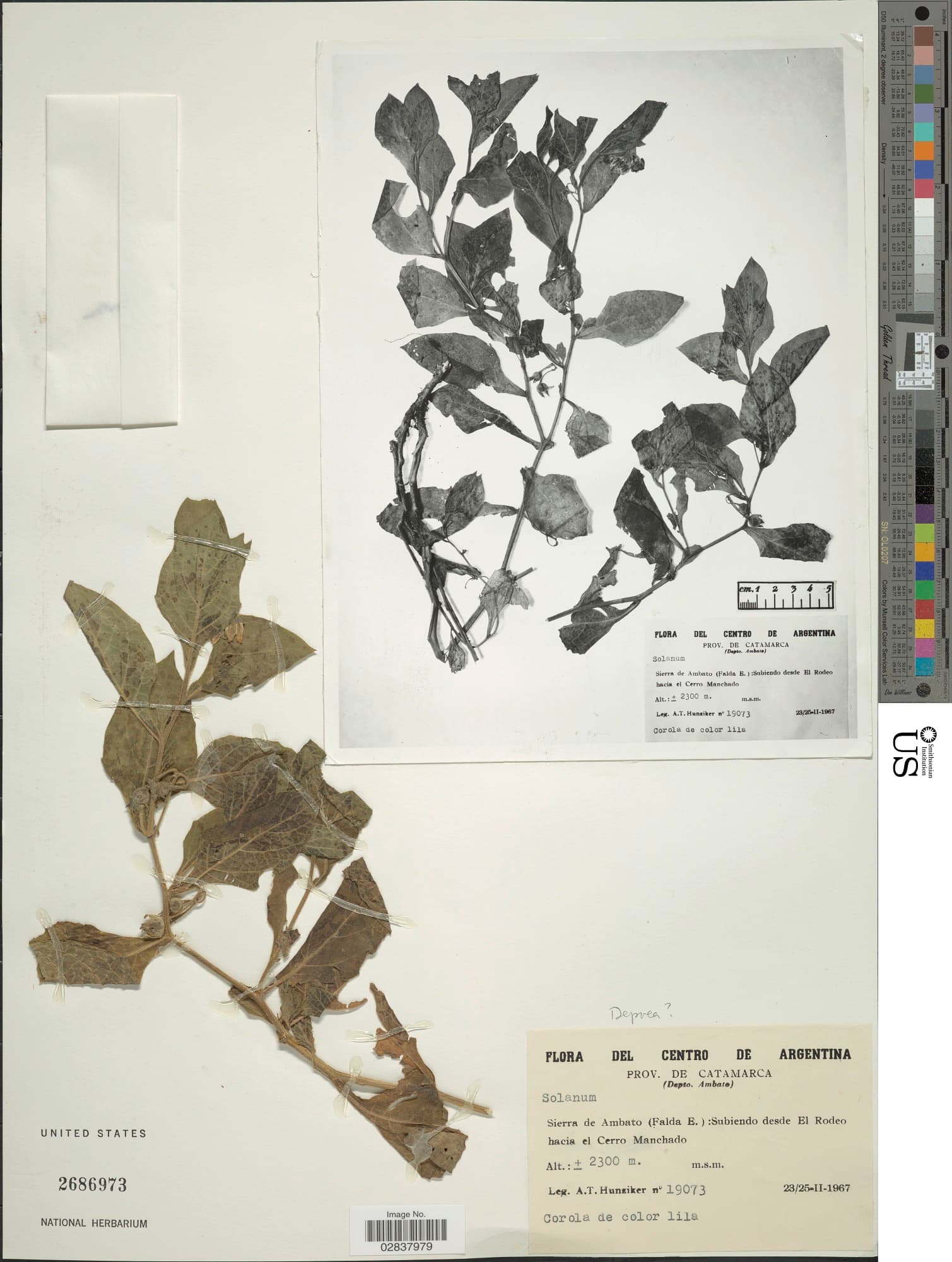 Solanum hunzikeri
