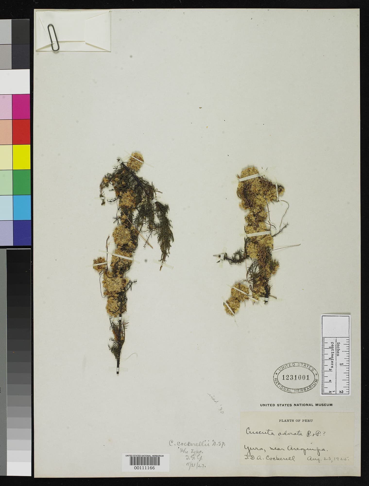 Cuscuta cockerellii