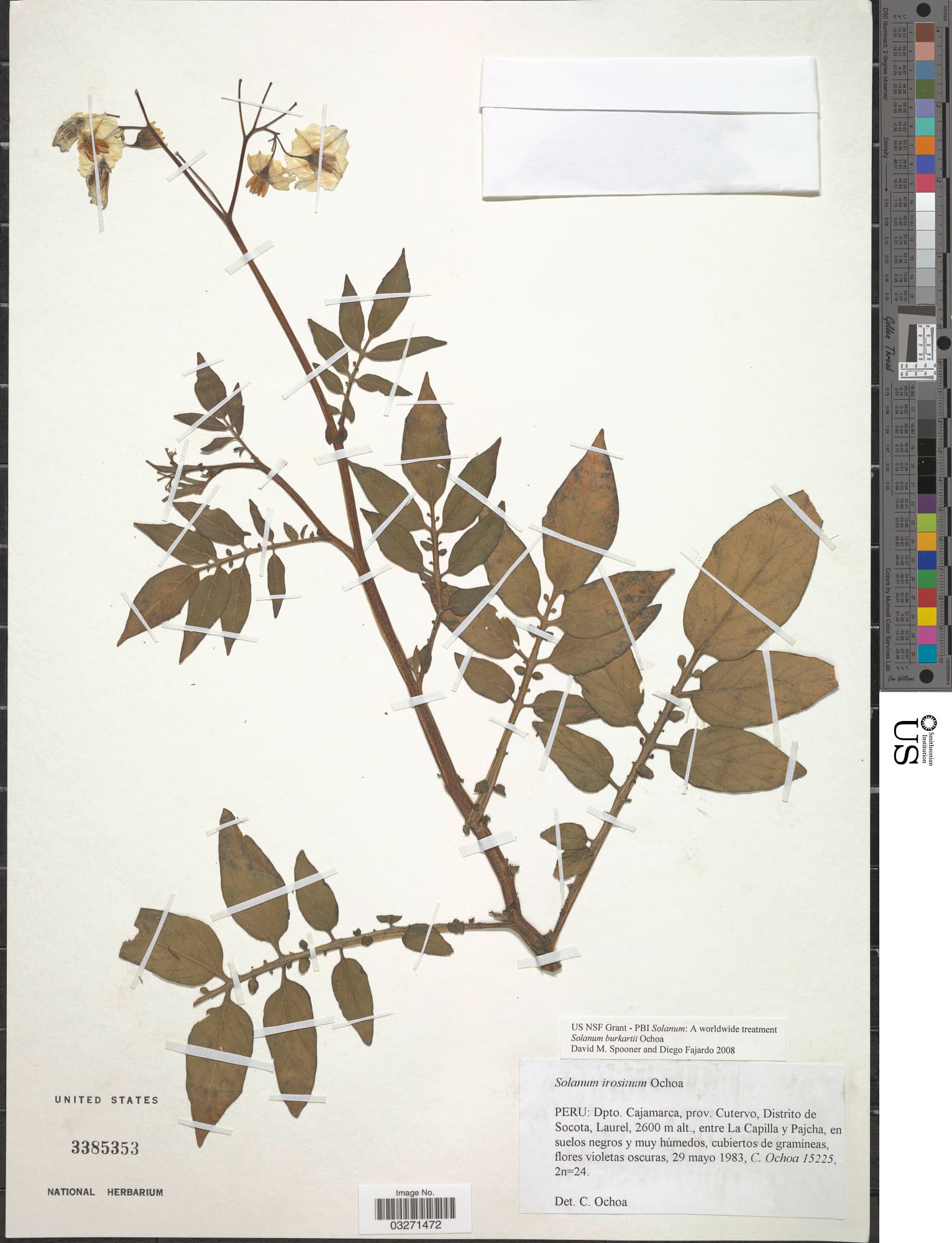 Solanum burkartii