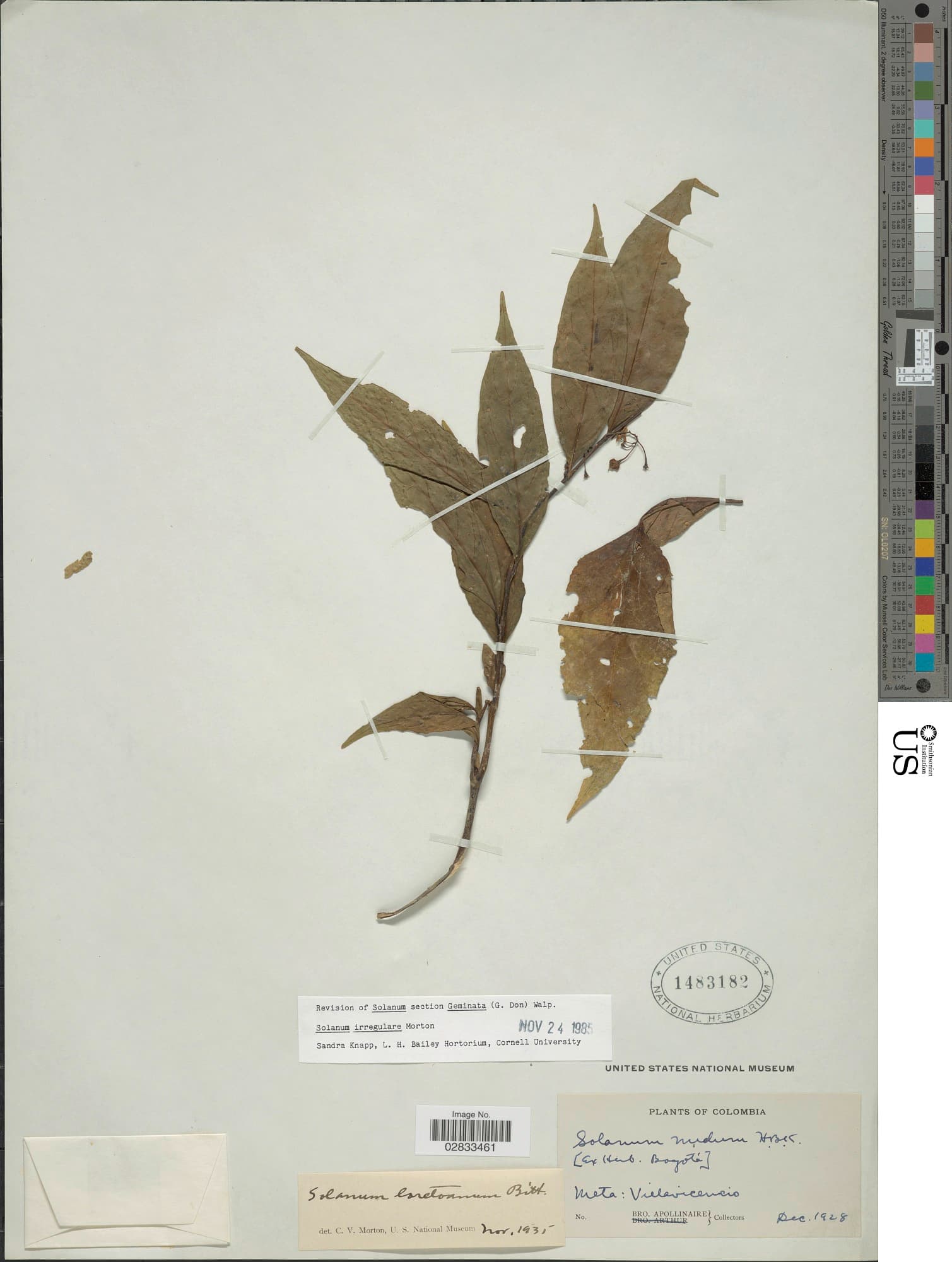 Solanum irregulare