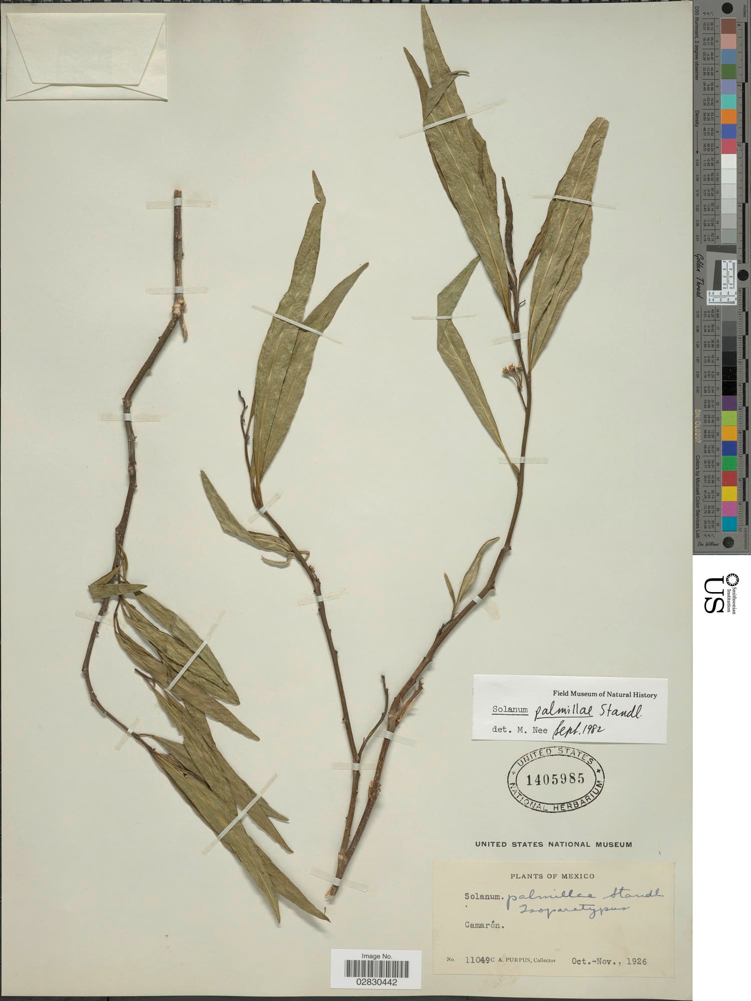 Solanum palmillae
