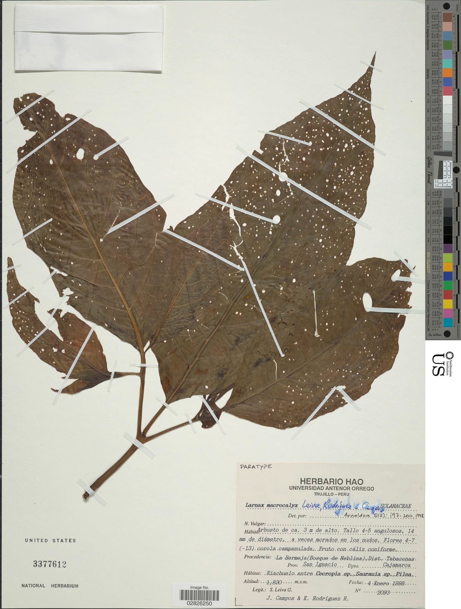 Deprea macrocalyx