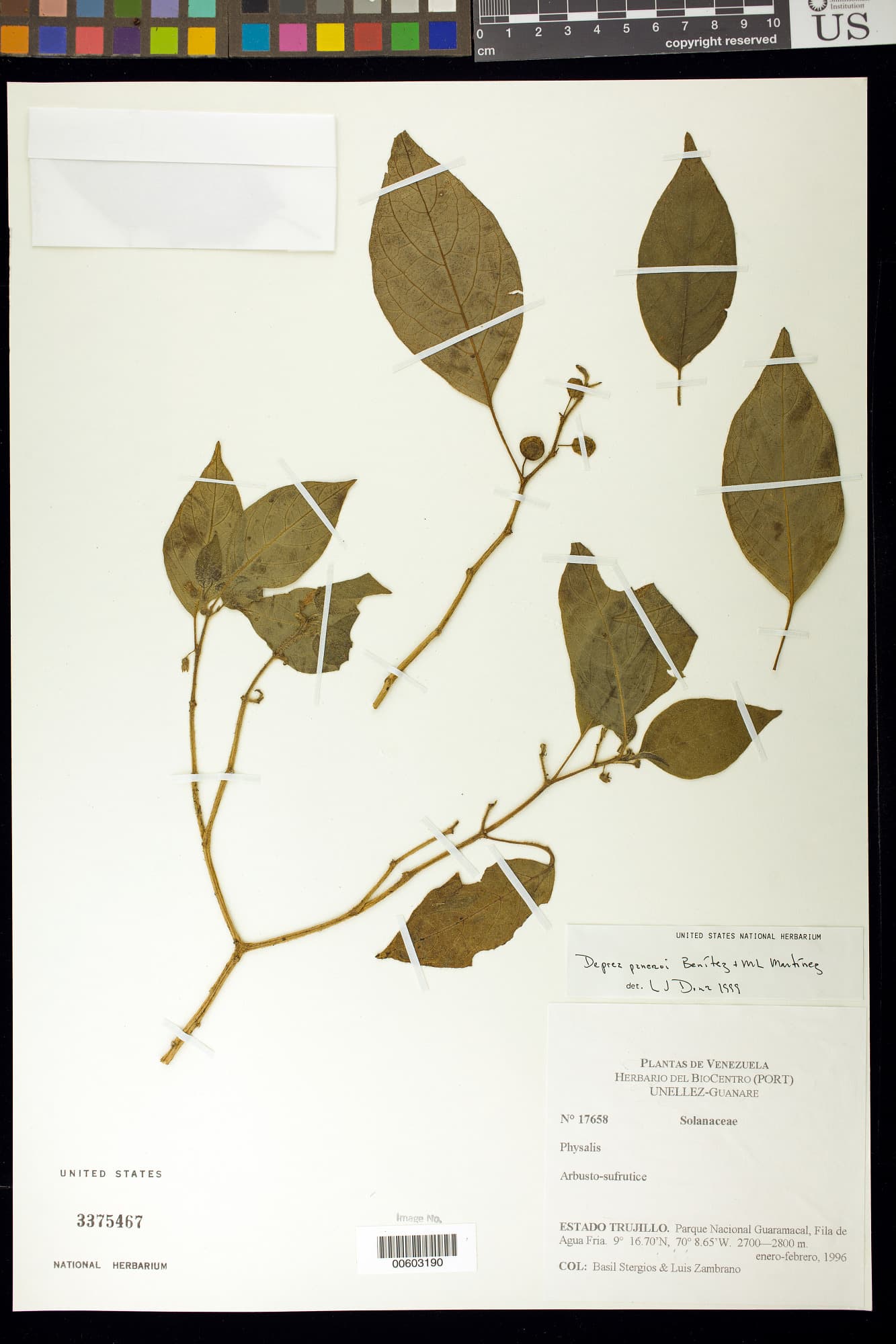 Deprea paneroi