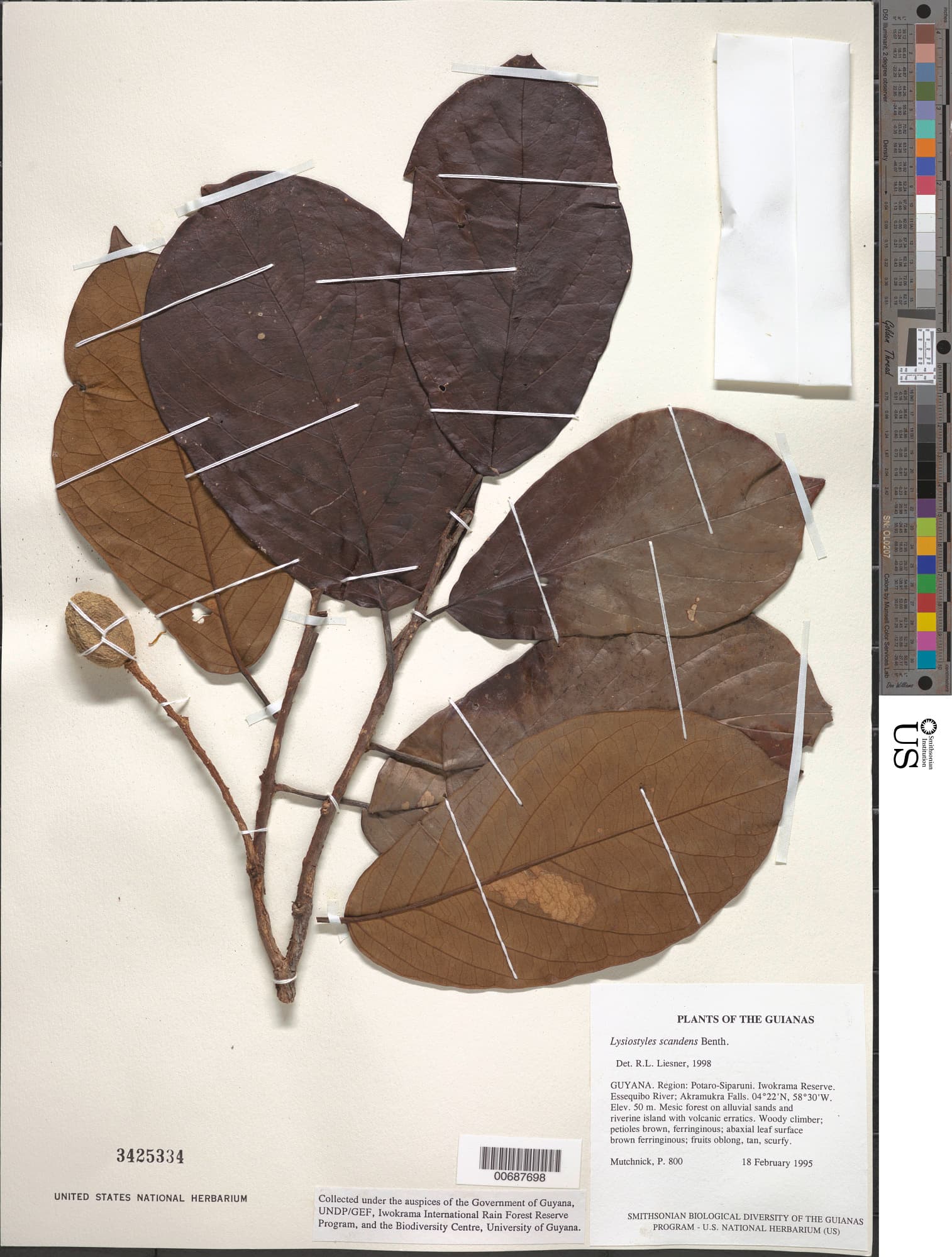 Lysiostyles scandens