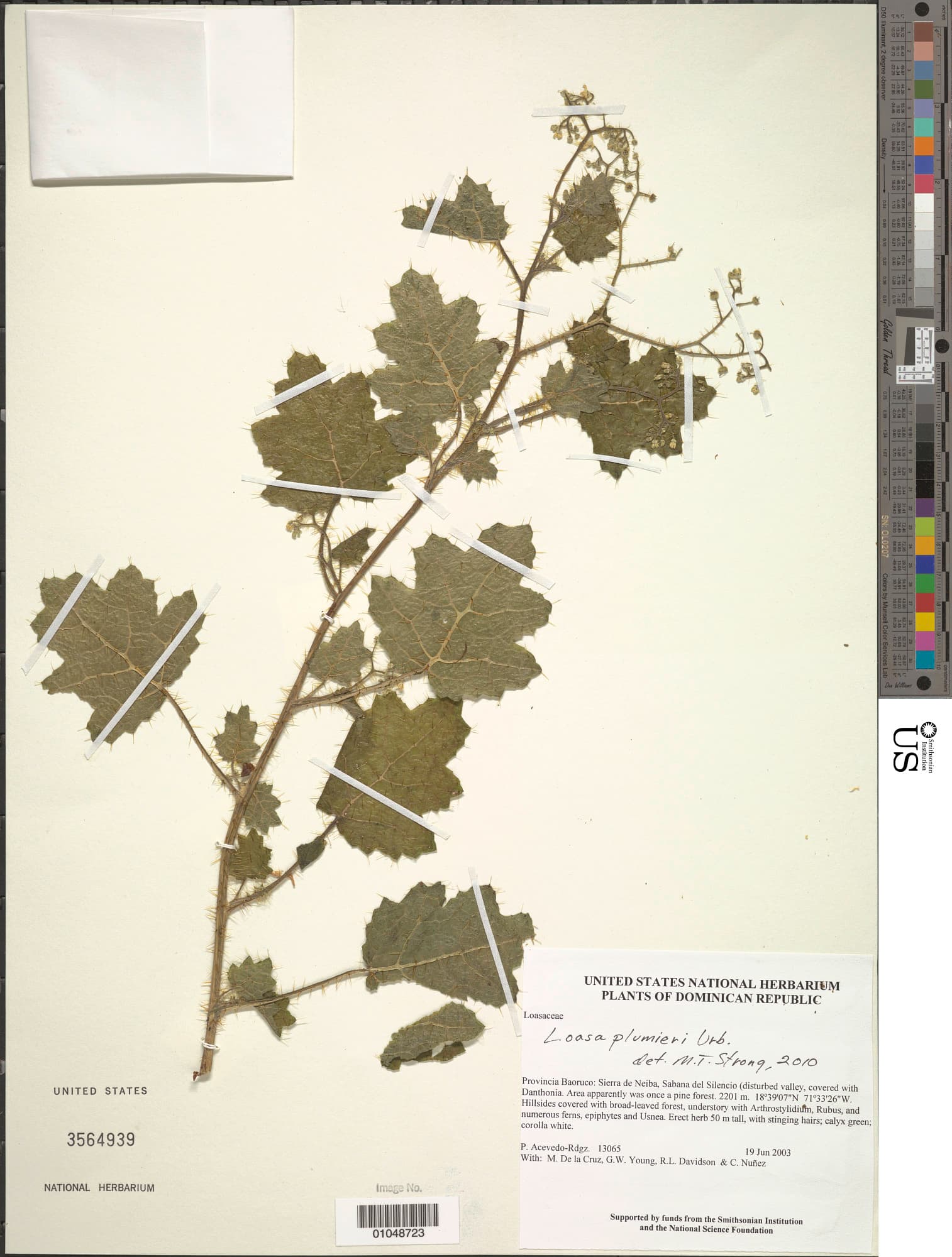 Aosa plumieri