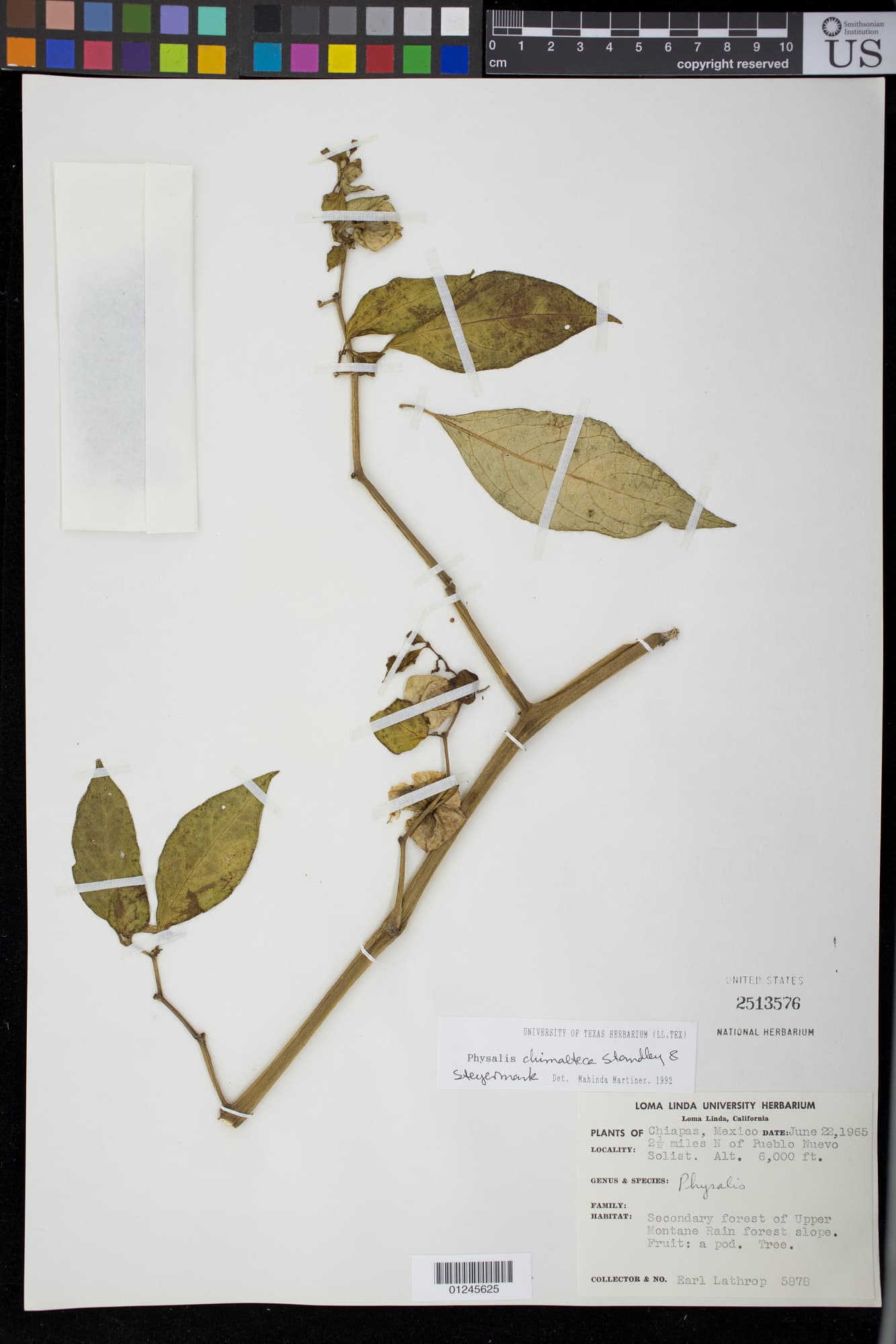 Tzeltalia calidaria