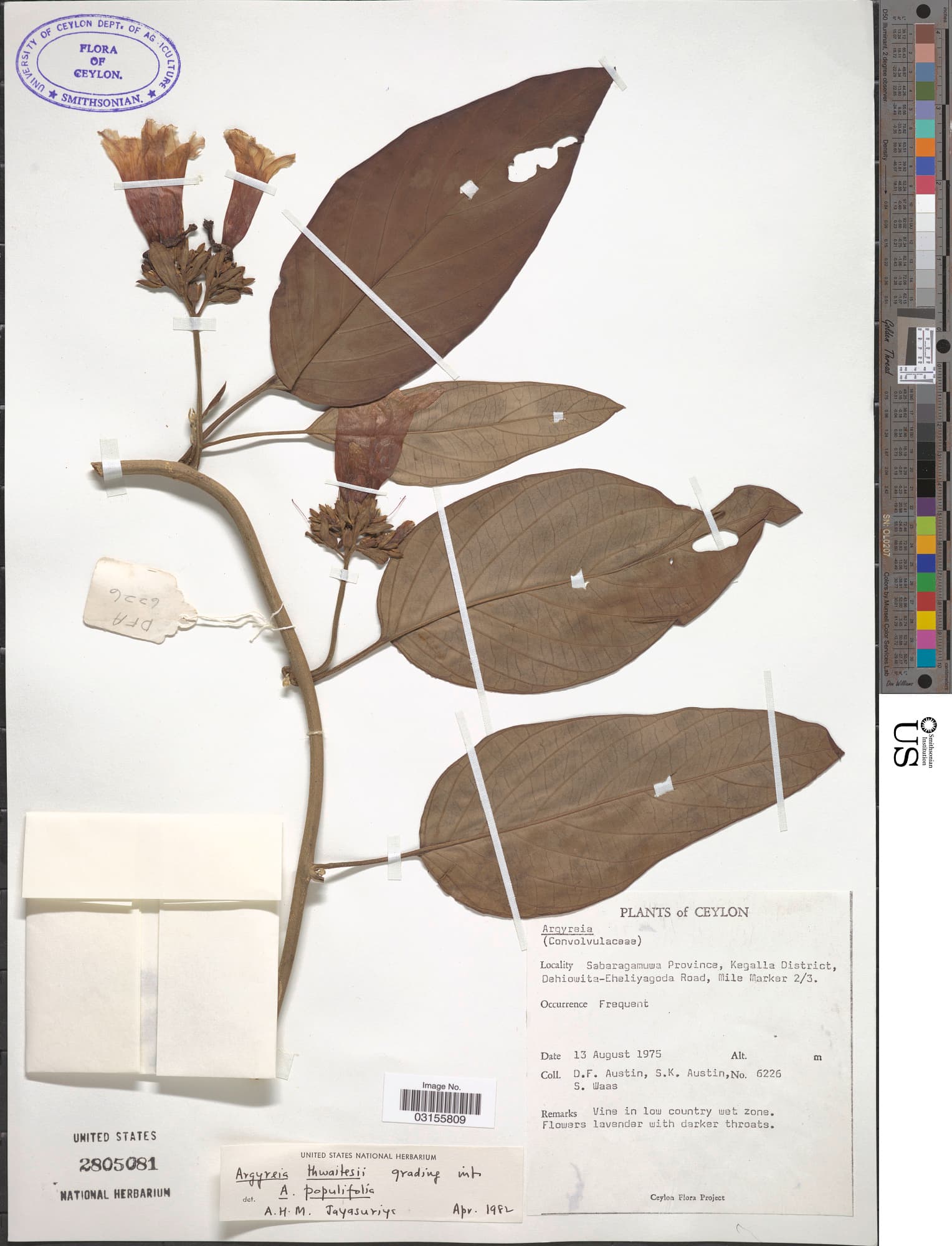 Argyreia thwaitesii