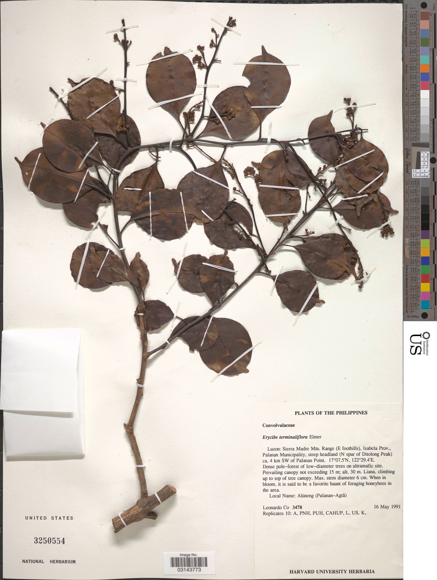 Erycibe terminaliflora