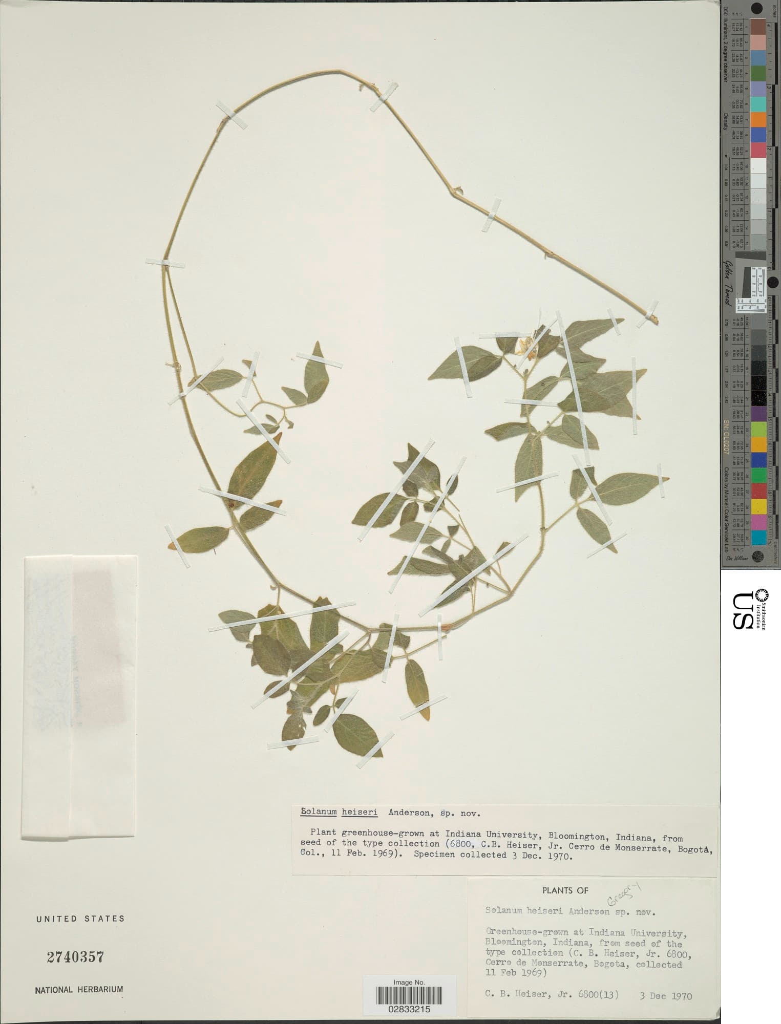 Solanum heiseri