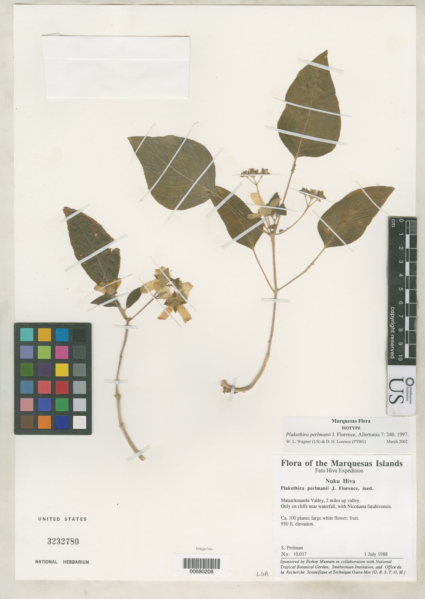 Plakothira perlmanii