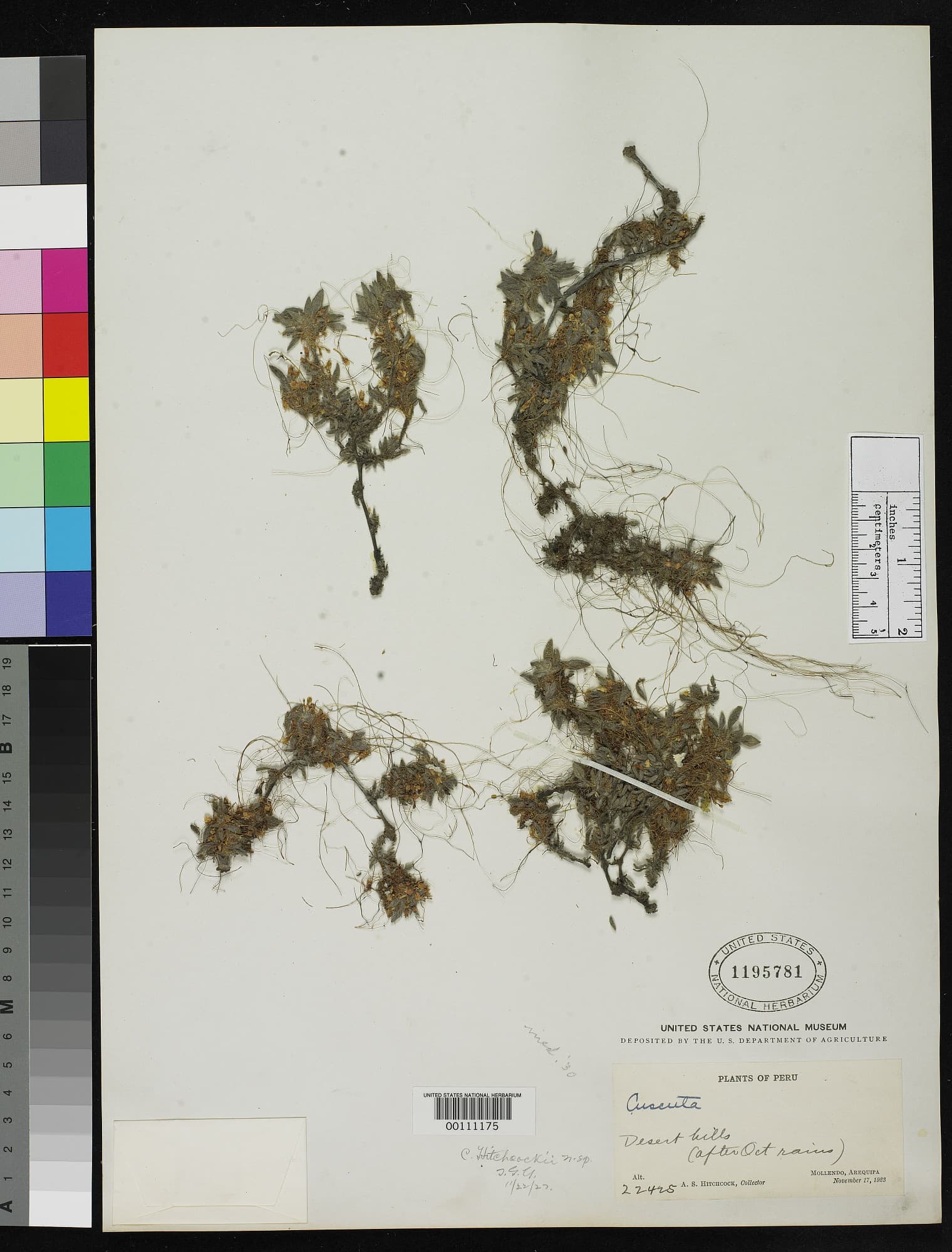 Cuscuta hitchcockii