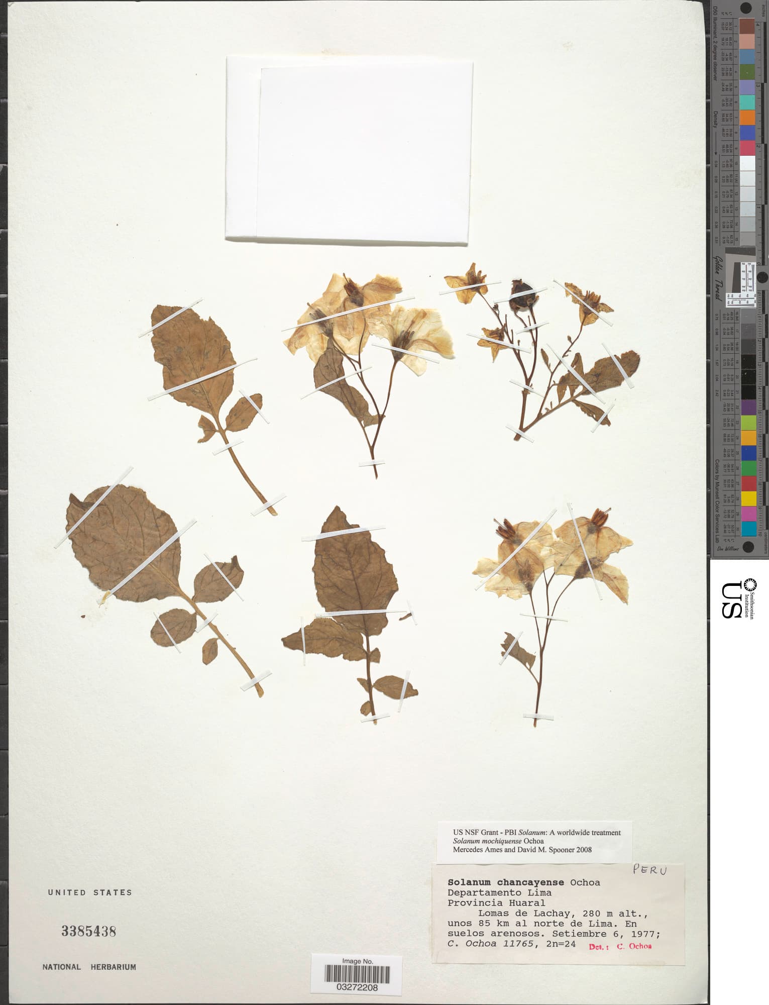 Solanum mochiquense