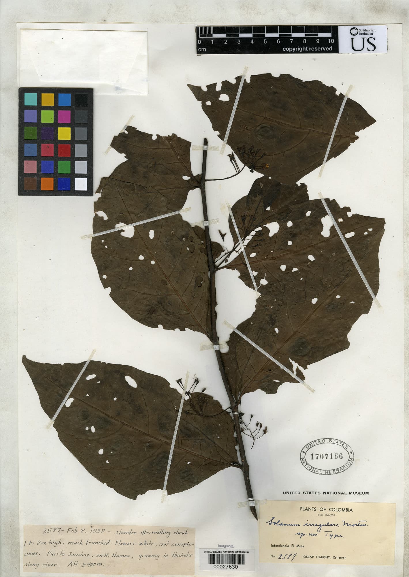 Solanum irregulare