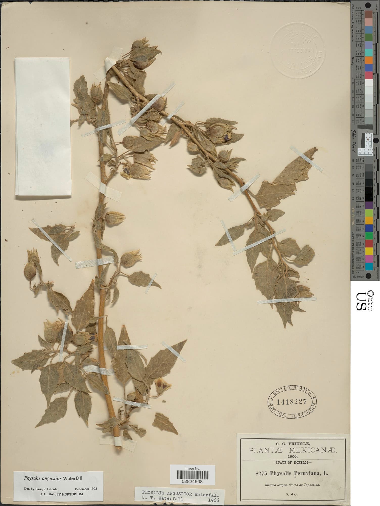 Physalis angustior