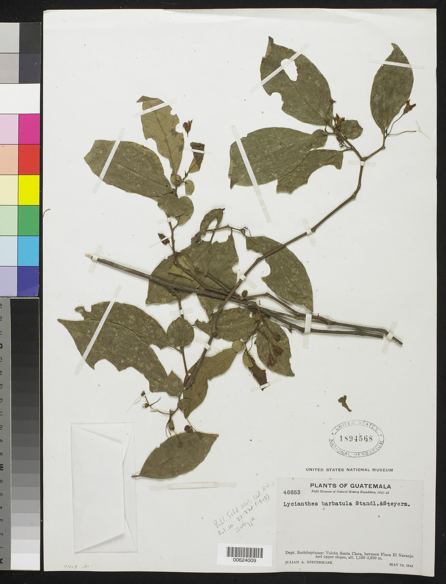 Lycianthes barbatula