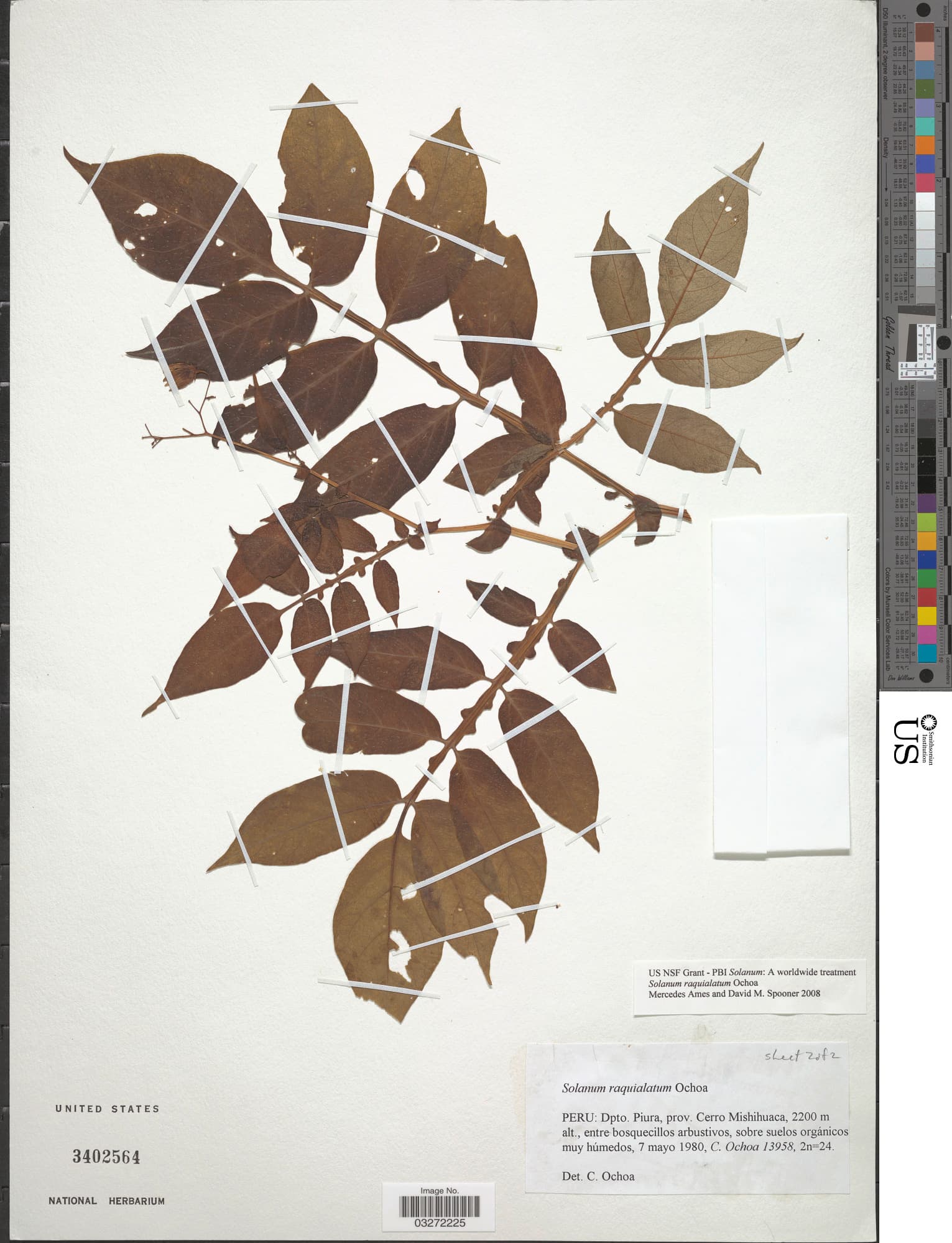 Solanum raquialatum