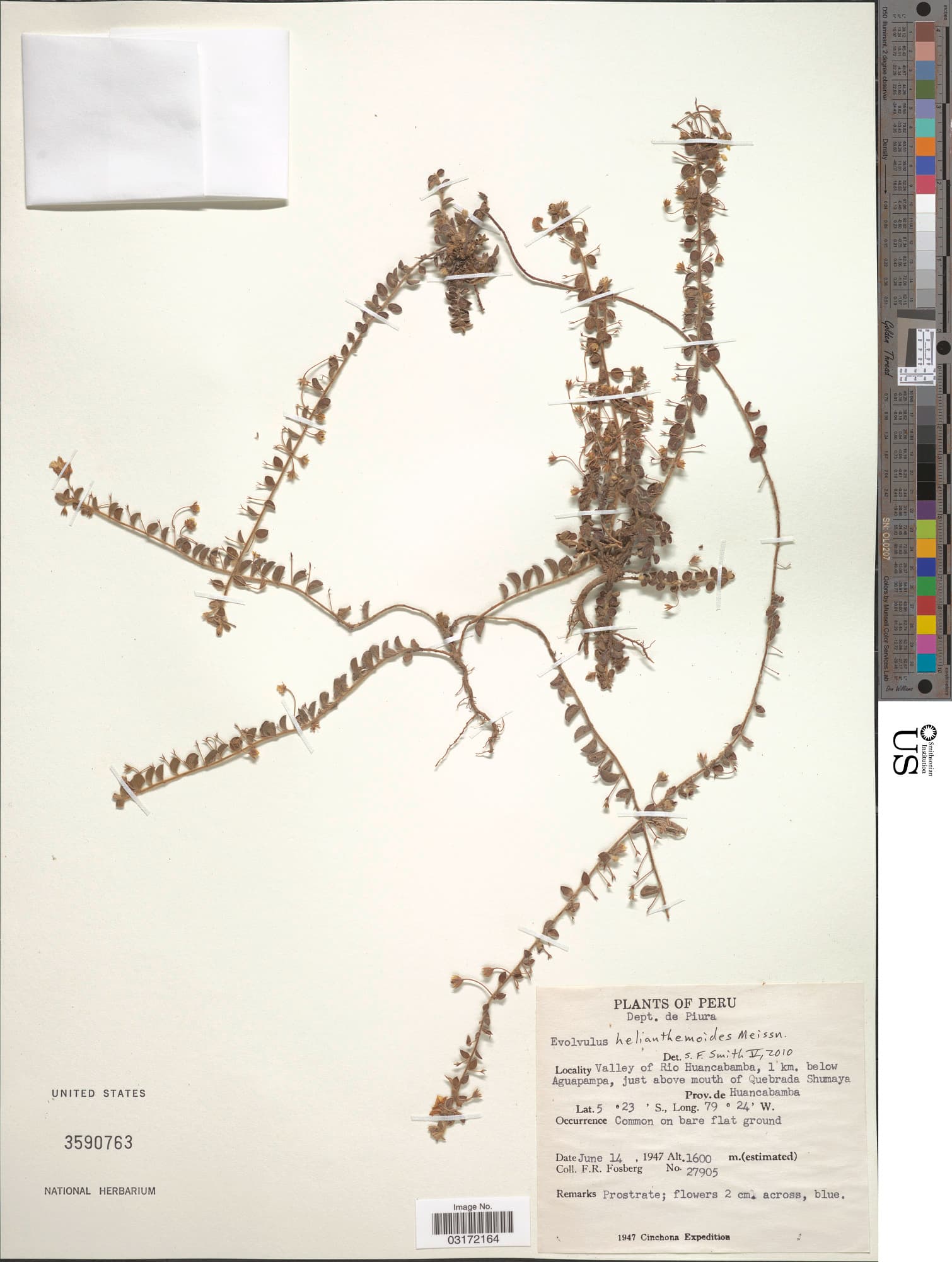 Evolvulus helianthemoides