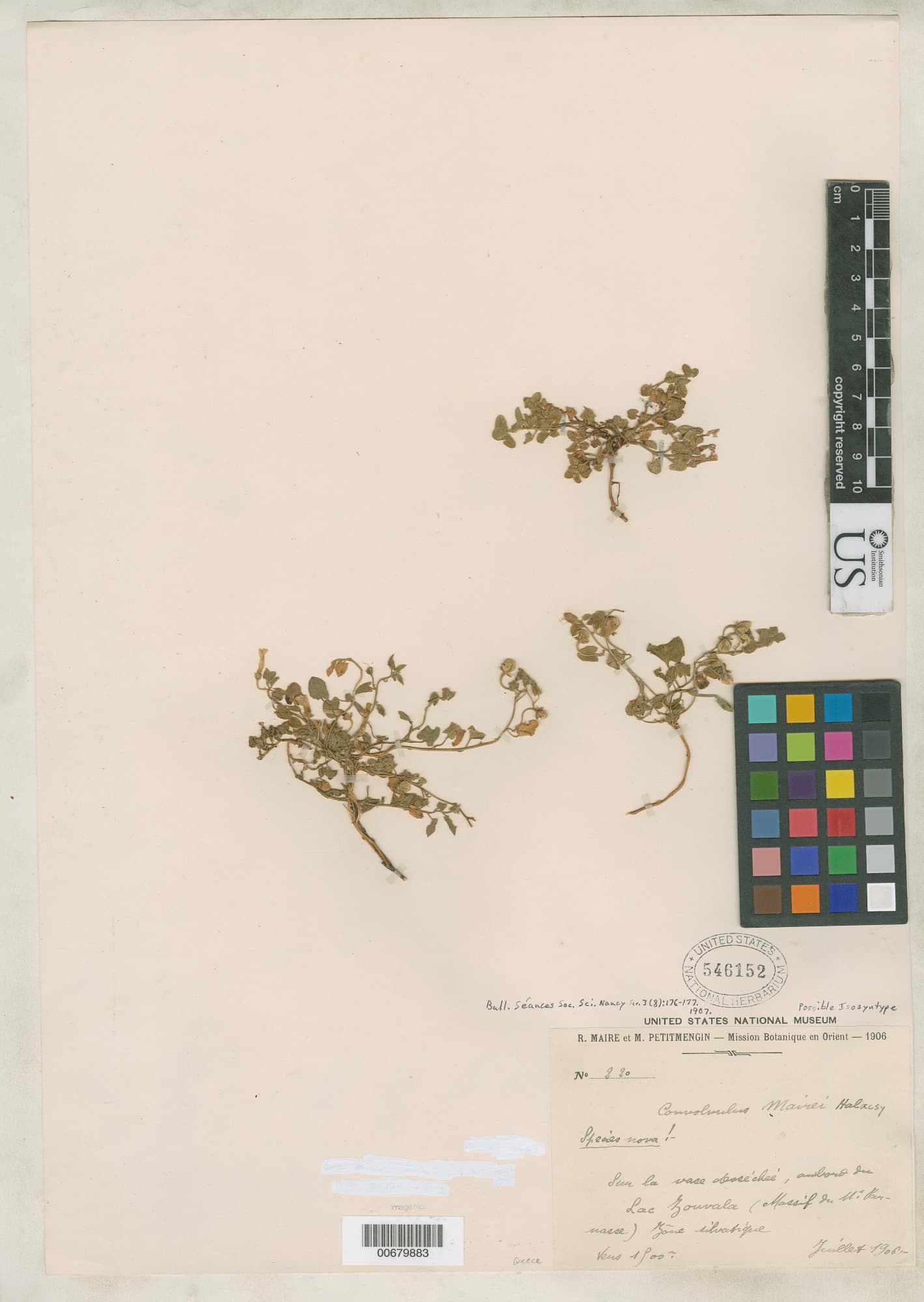 Convolvulus mairei