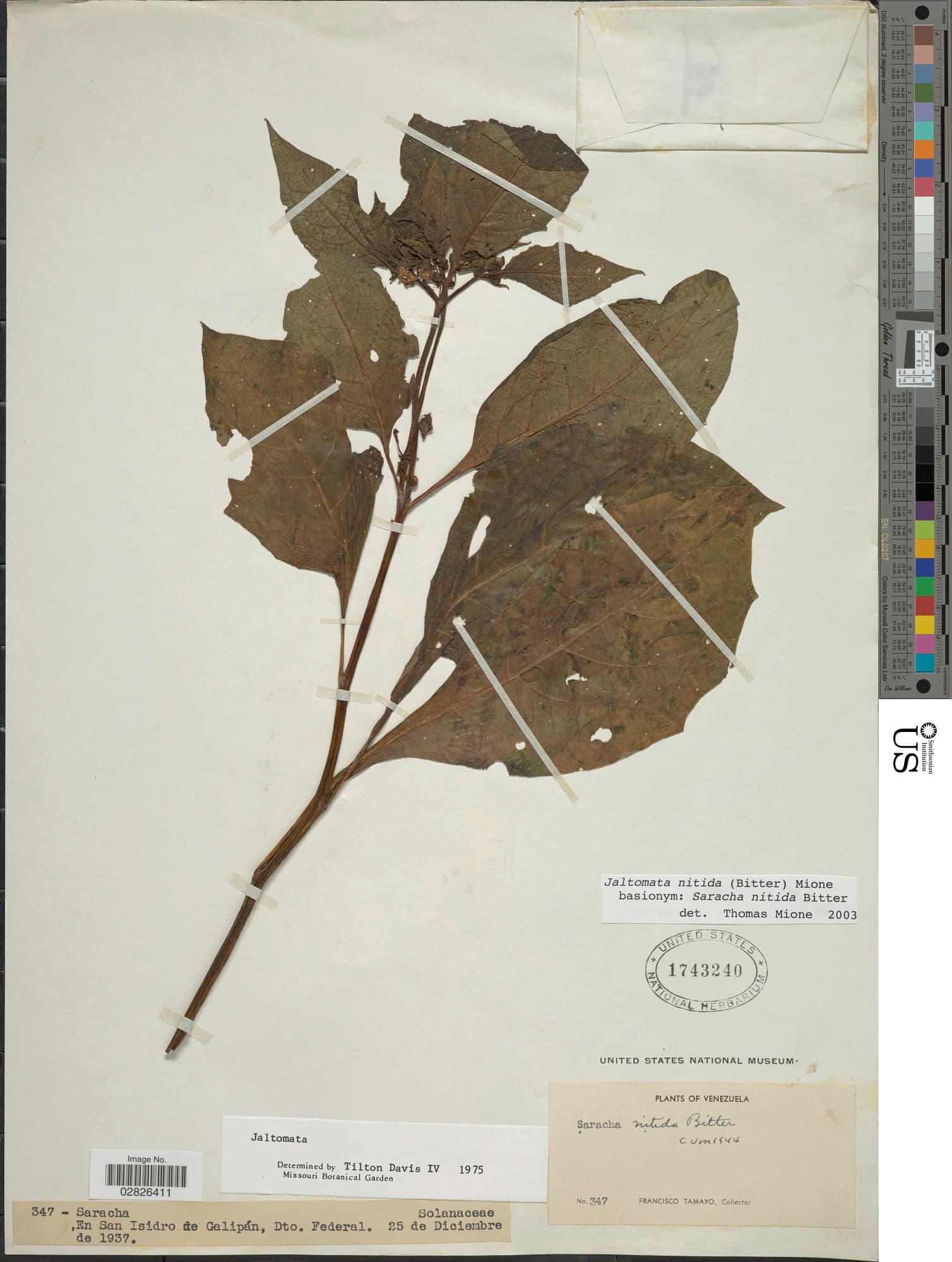 Jaltomata nitida
