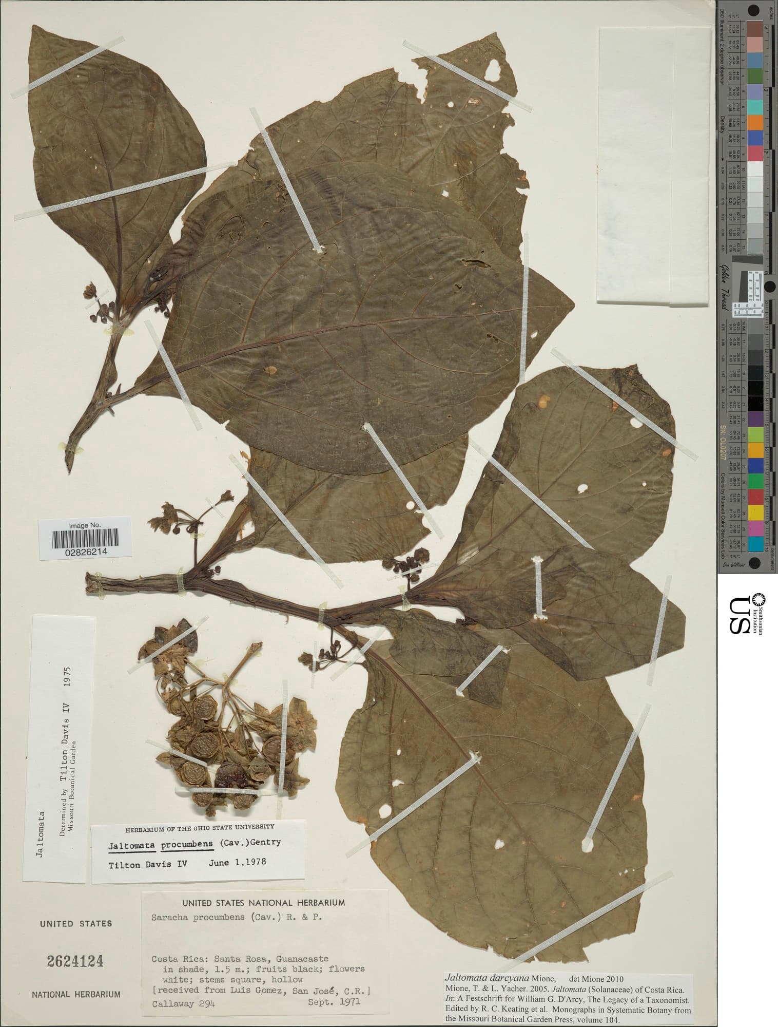 Jaltomata darcyana